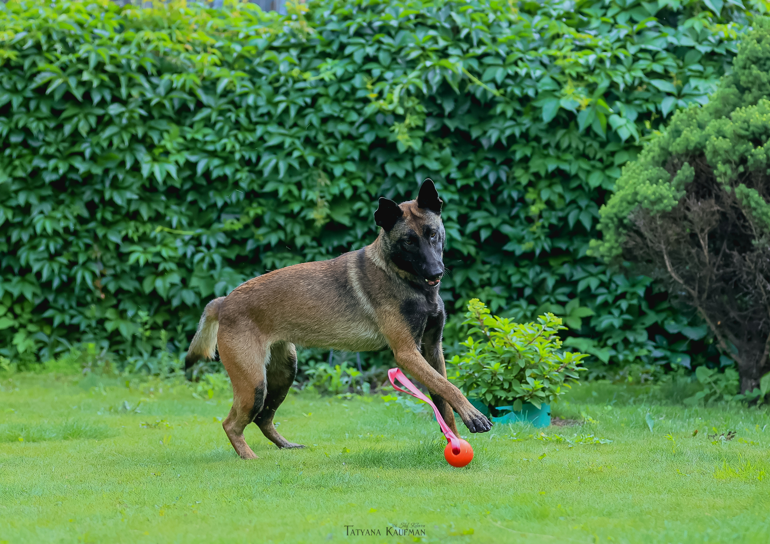 Фотосессия Малинуа. Фотограф Анималист из Новосибирска Татьяна Кауфман