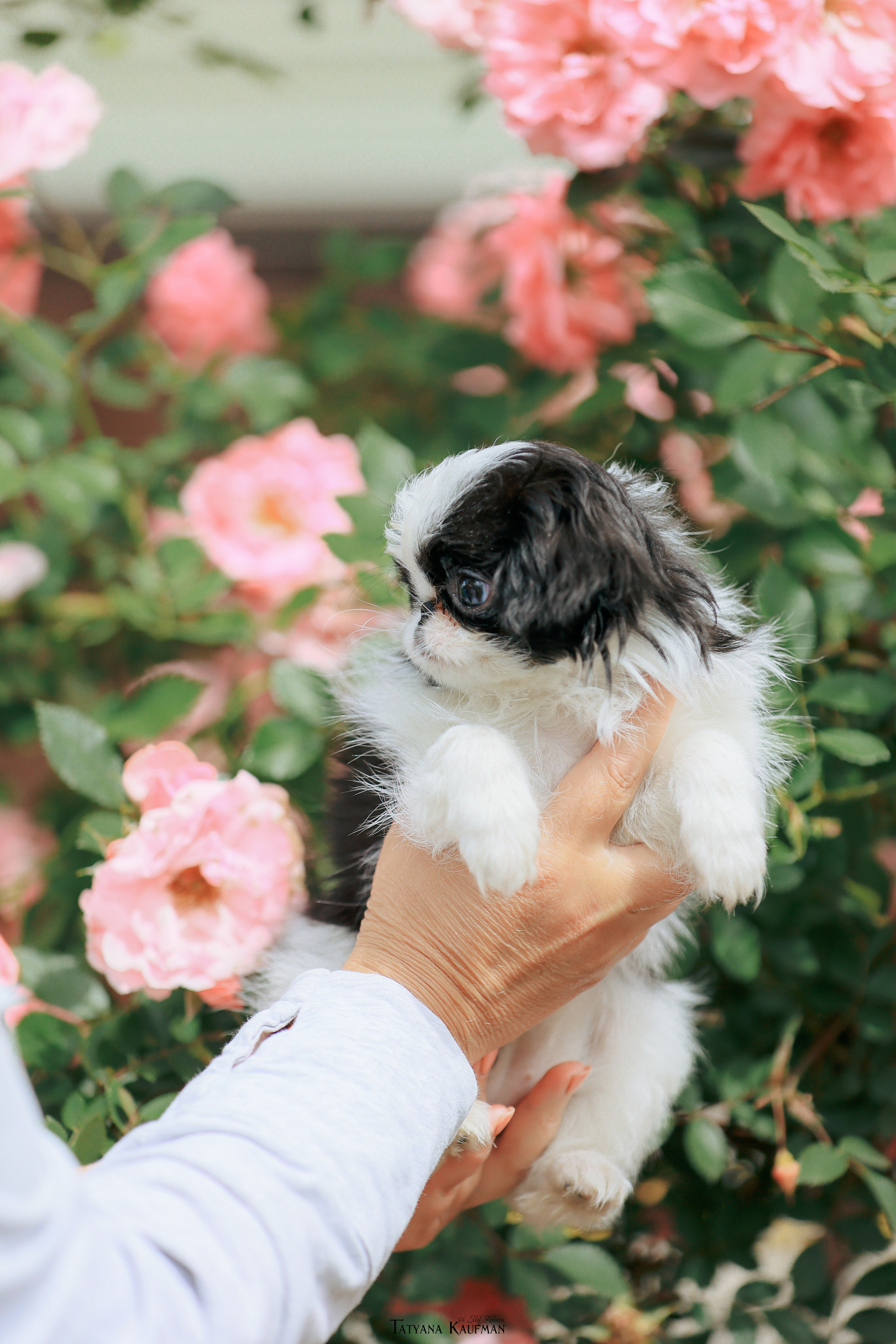 Фотосъемка японских хинов. Фотограф Анималист из Новосибирска Татьяна Кауфман