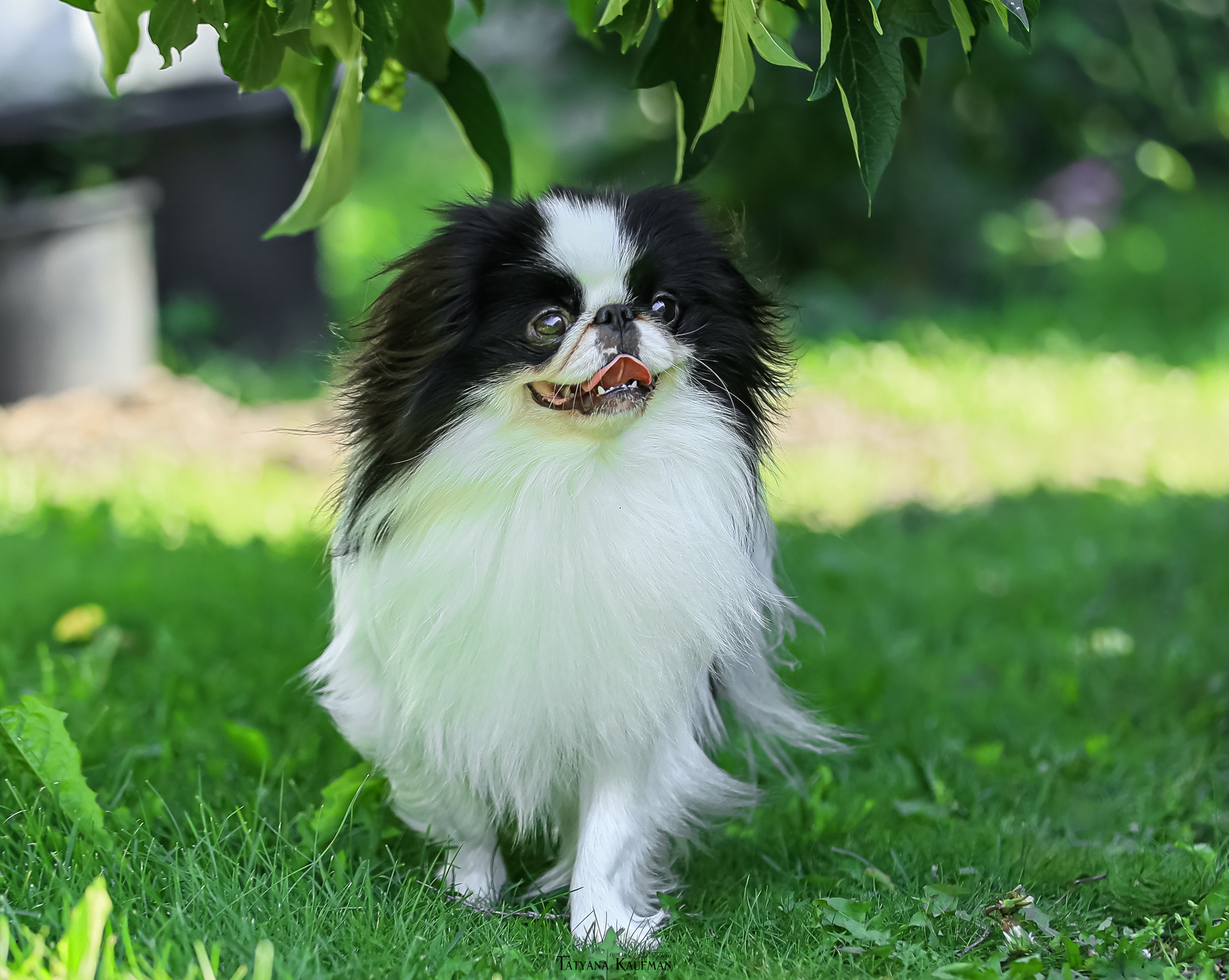 Японский хин, фотография японский хин, собака в цветах, красивая собака, фотограф анималист, фотокурс Анималистика, научиться фотографировать собак, фотограф Новосибирск