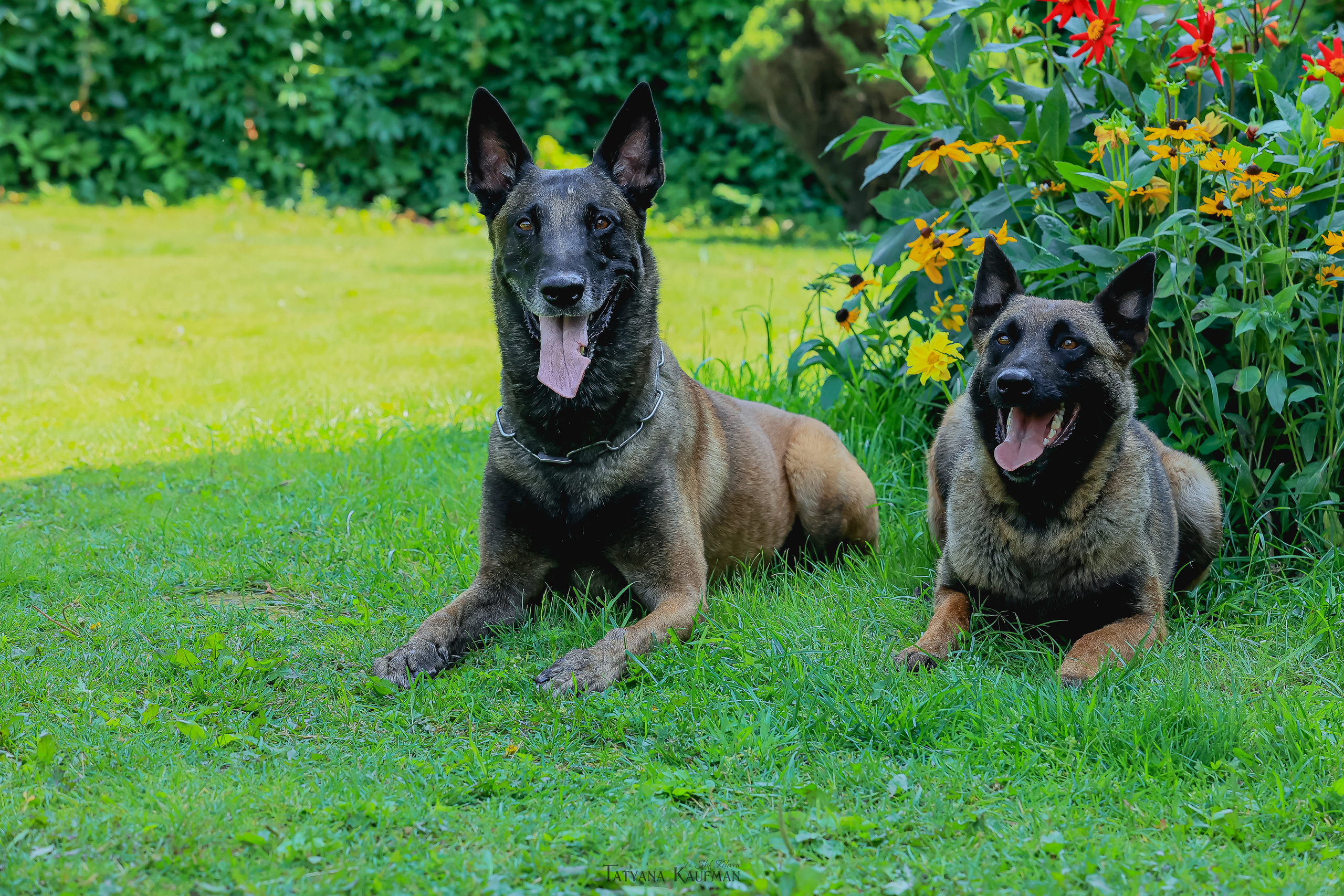 Фотосессия Малинуа. Фотограф Анималист из Новосибирска Татьяна Кауфман