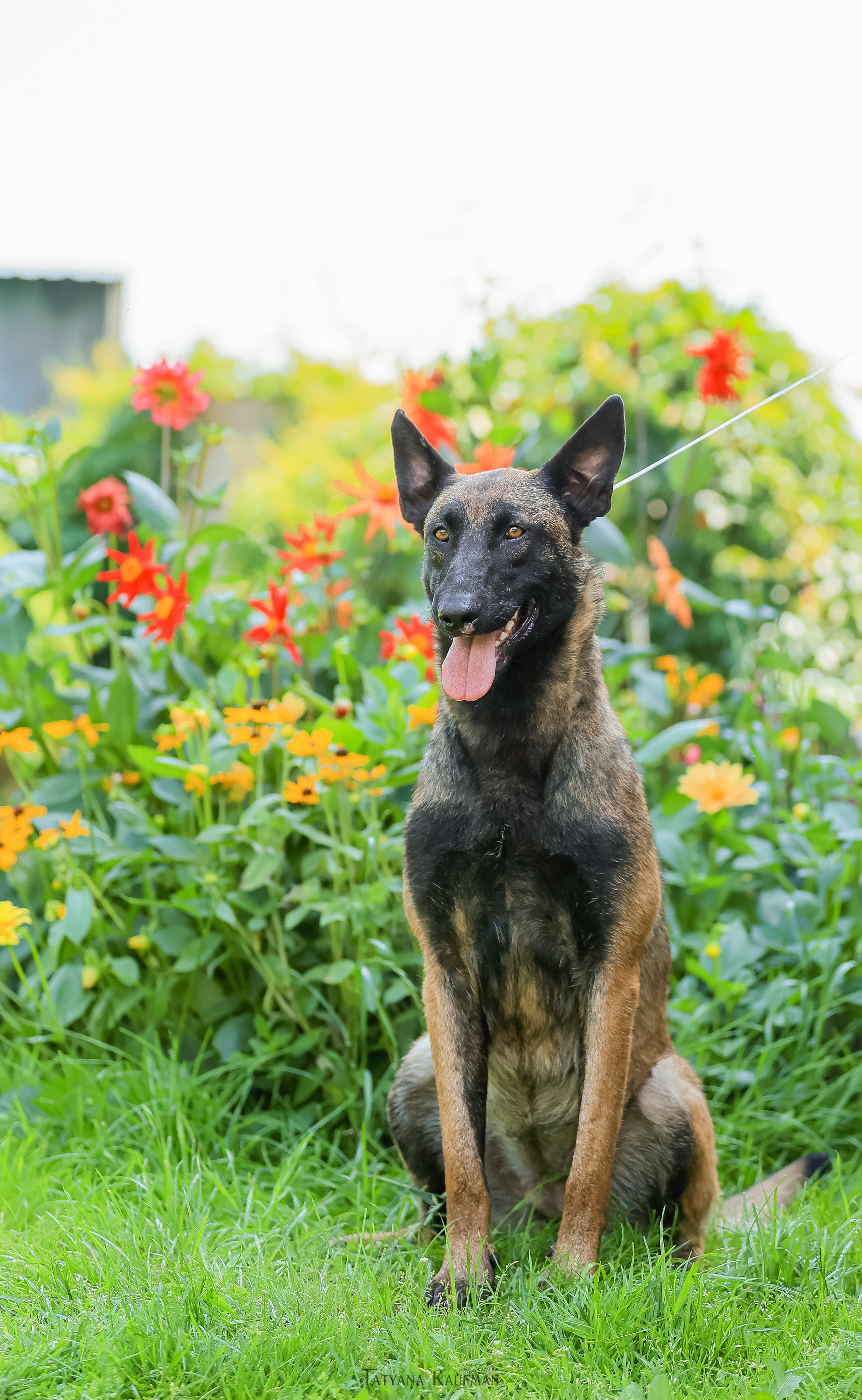 Фотосессия Малинуа. Фотограф Анималист из Новосибирска Татьяна Кауфман
