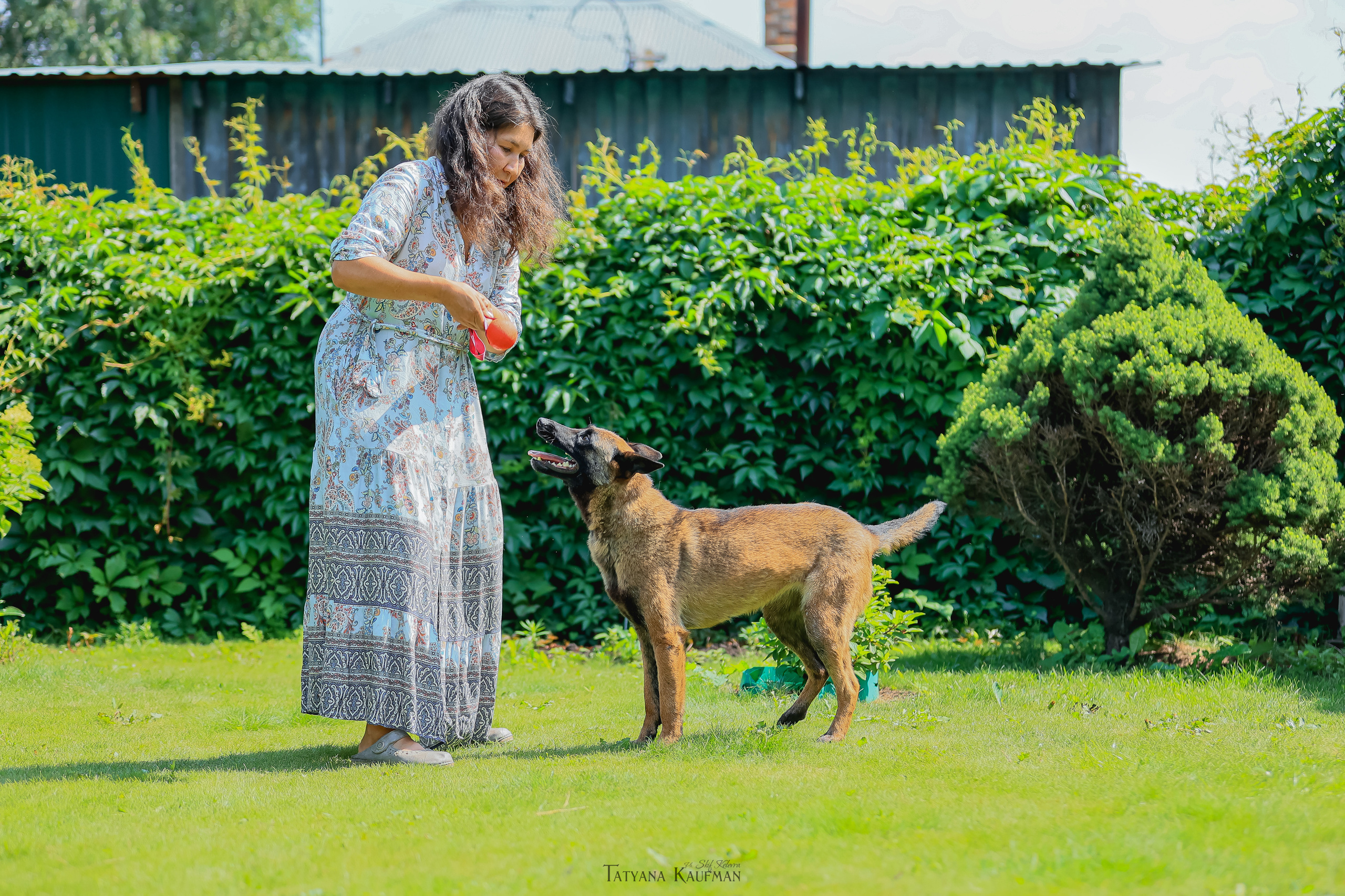 Фотосессия Малинуа. Фотограф Анималист из Новосибирска Татьяна Кауфман