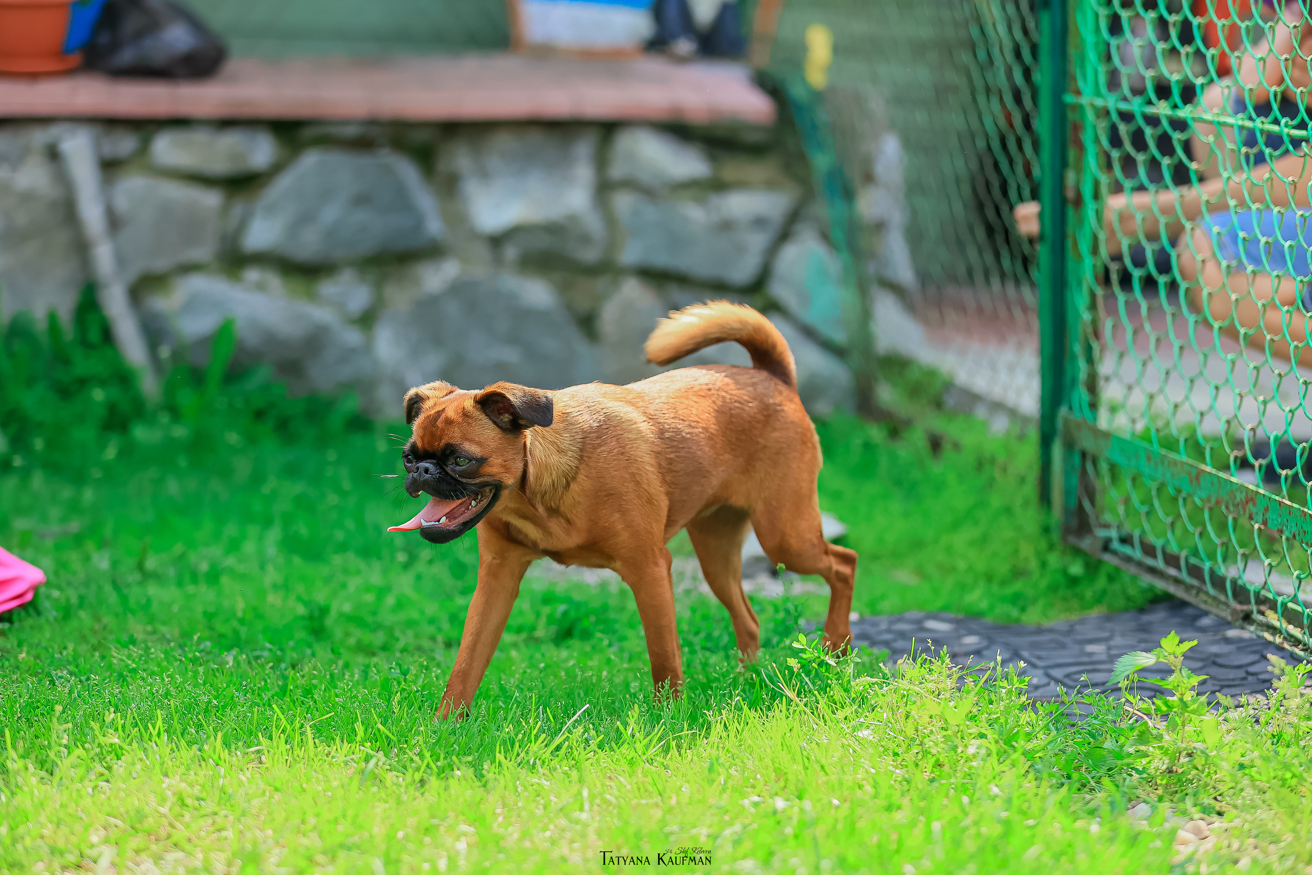 Малый брабансон, фотография брабансон, красивая собака, фотограф анималист, фотокурс Анималистика, научиться фотографировать собак, фотограф Новосибирск