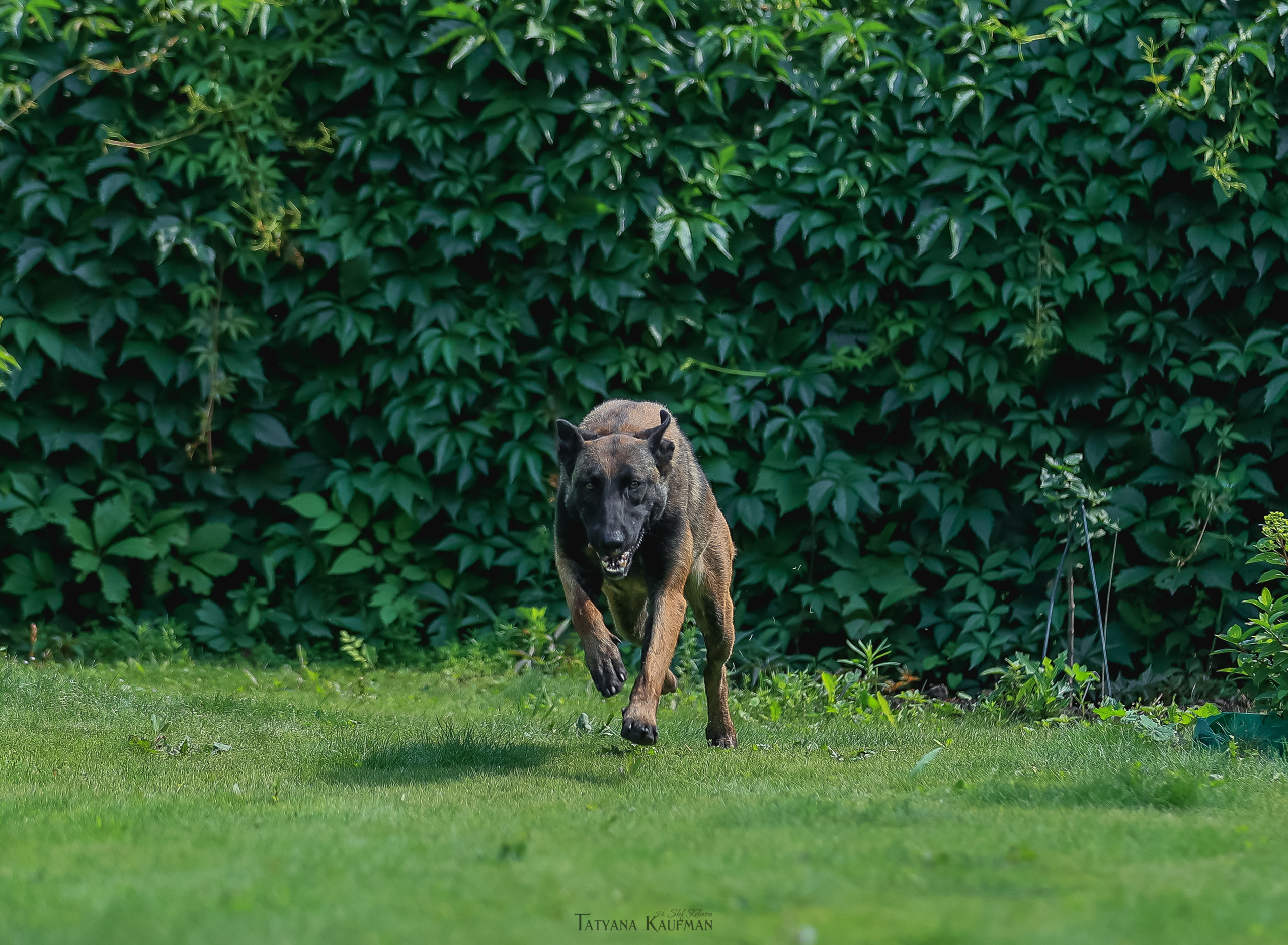 Фотосессия Малинуа. Фотограф Анималист из Новосибирска Татьяна Кауфман