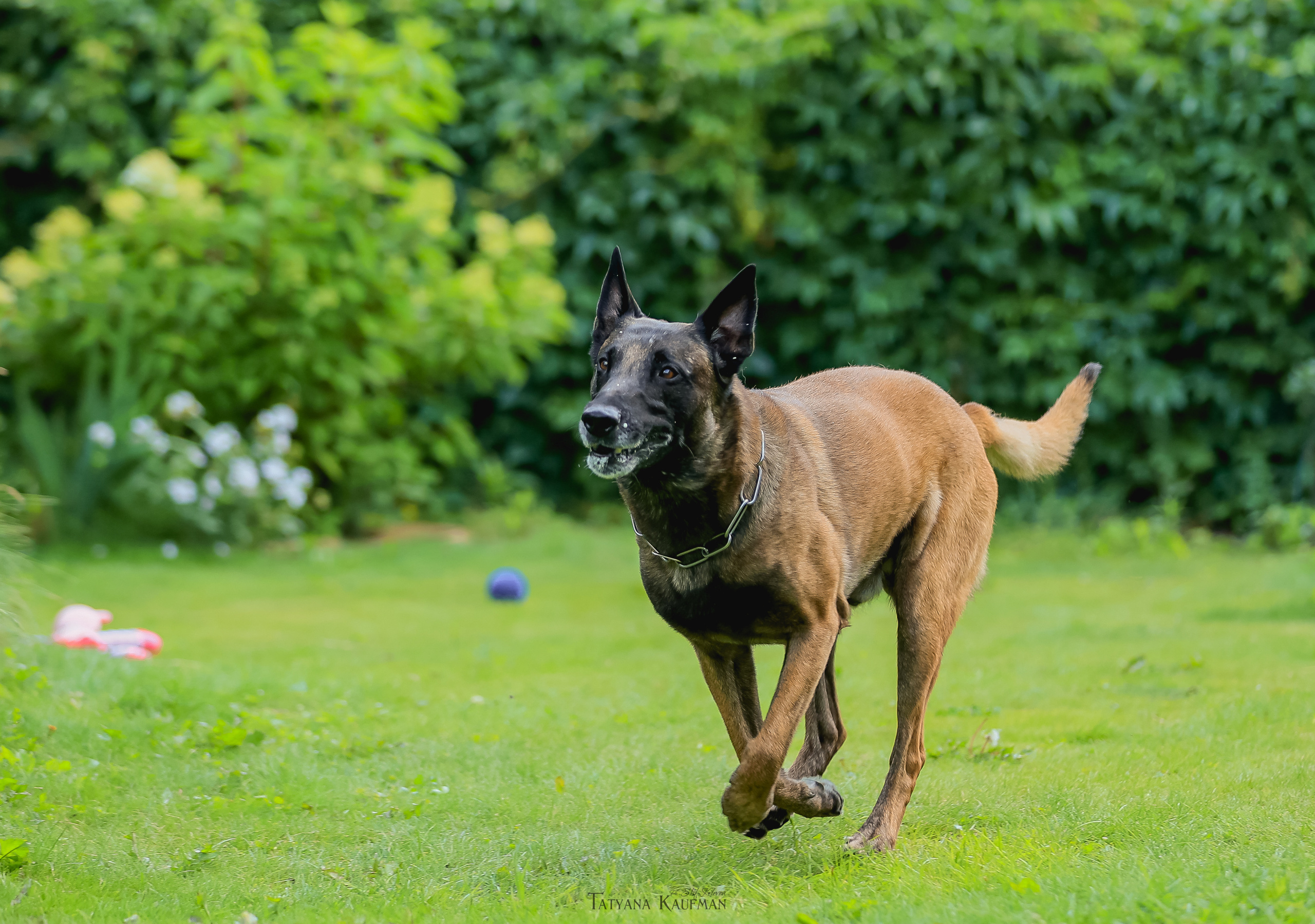 Фотосессия Малинуа. Фотограф Анималист из Новосибирска Татьяна Кауфман