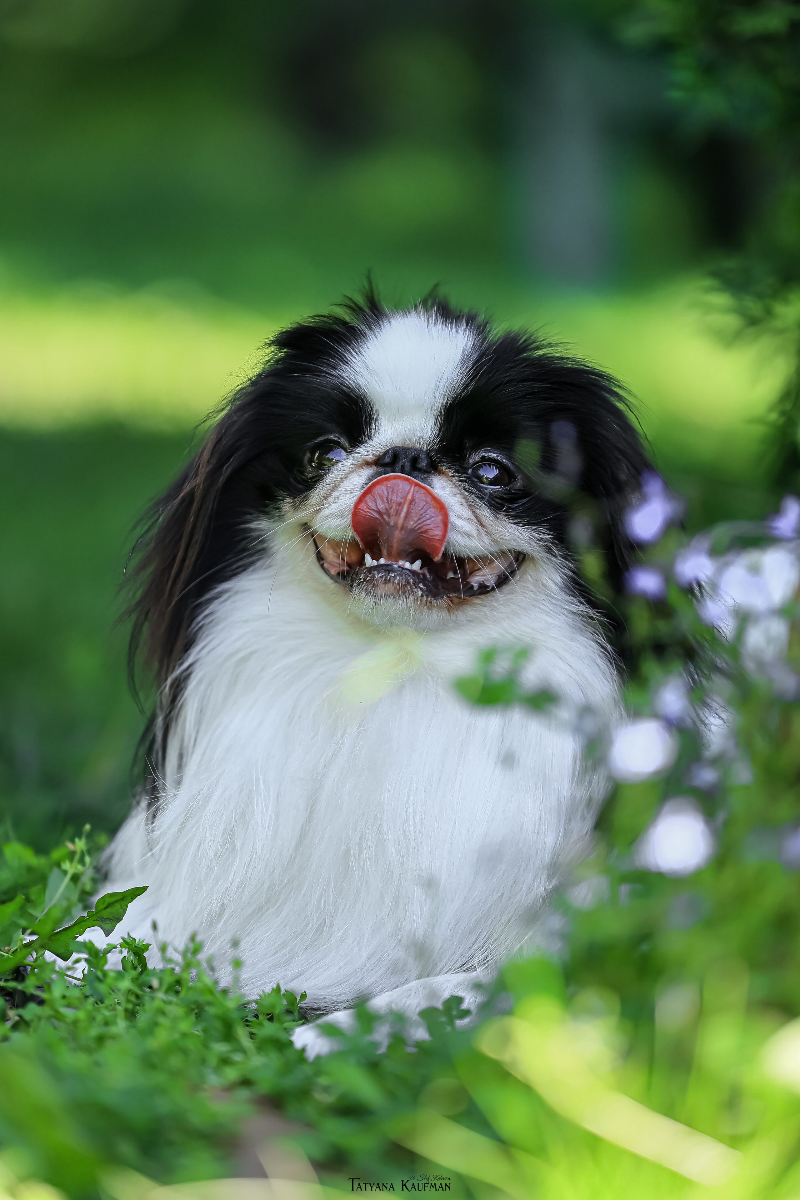 Японский хин, фотография японский хин, собака в цветах, красивая собака, фотограф анималист, фотокурс Анималистика, научиться фотографировать собак, фотограф Новосибирск