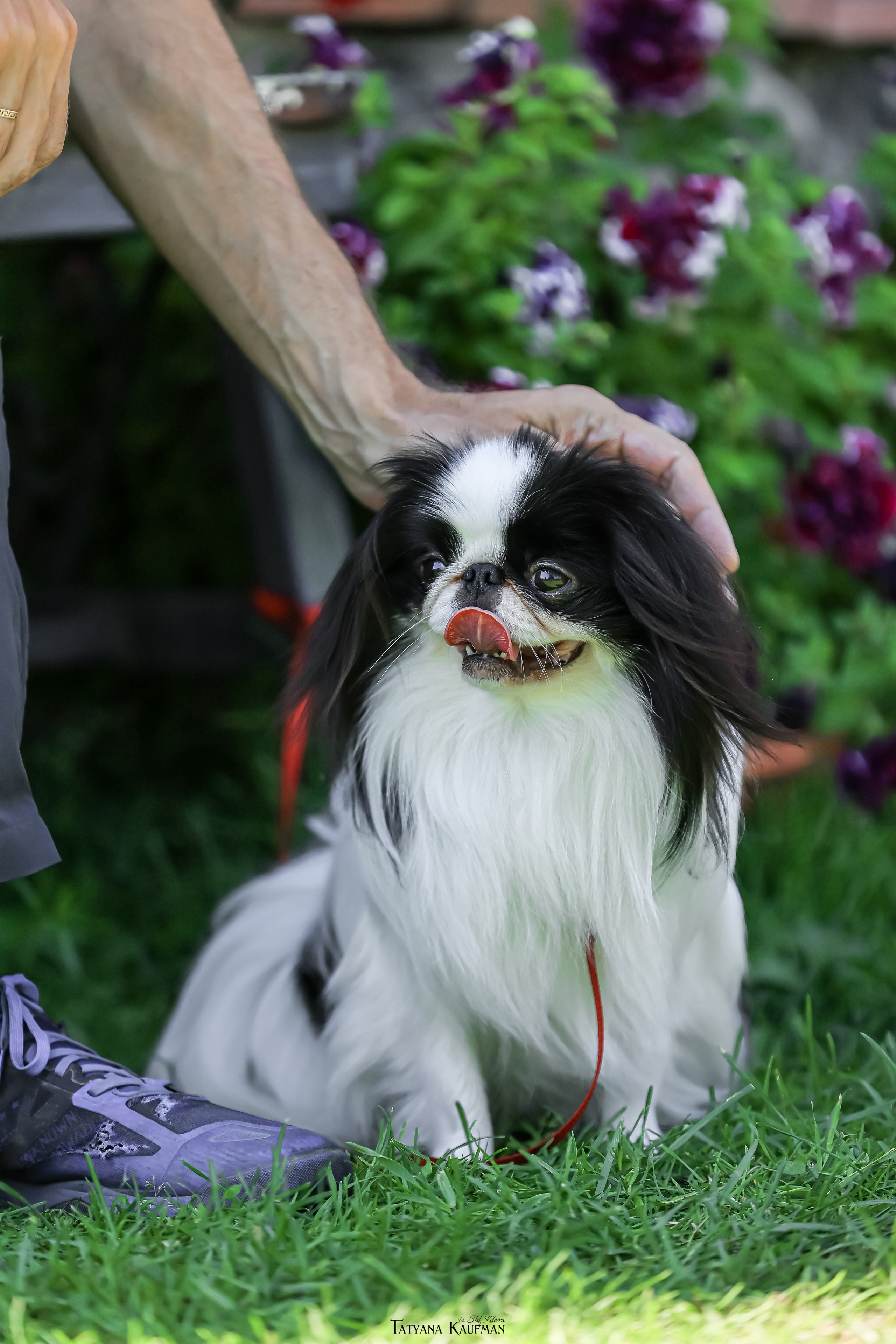 Японский хин, фотография японский хин, собака в цветах, красивая собака, фотограф анималист, фотокурс Анималистика, научиться фотографировать собак, фотограф Новосибирск