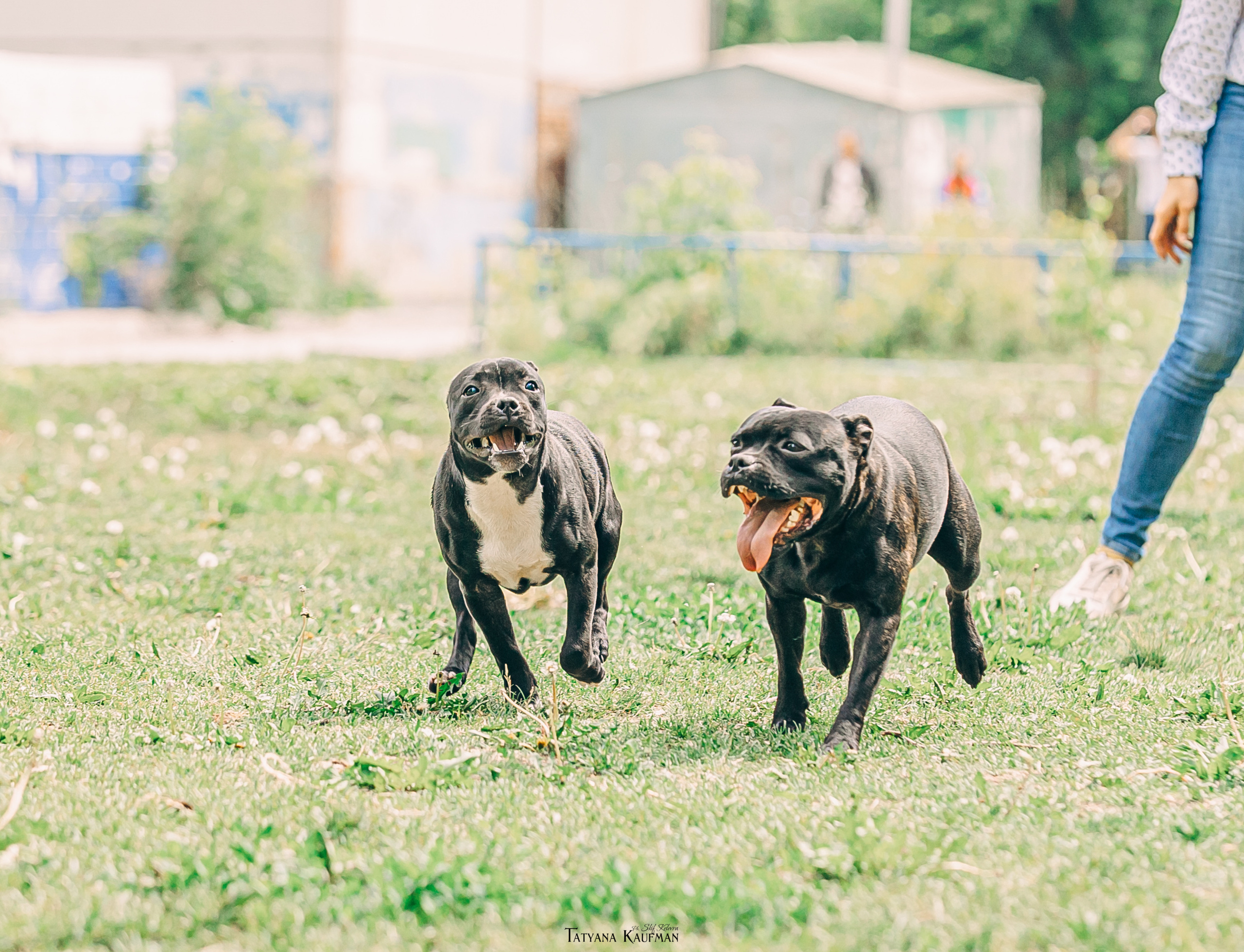 Фотосъемка стаффи. Фотограф Анималист из Новосибирска Татьяна Кауфман