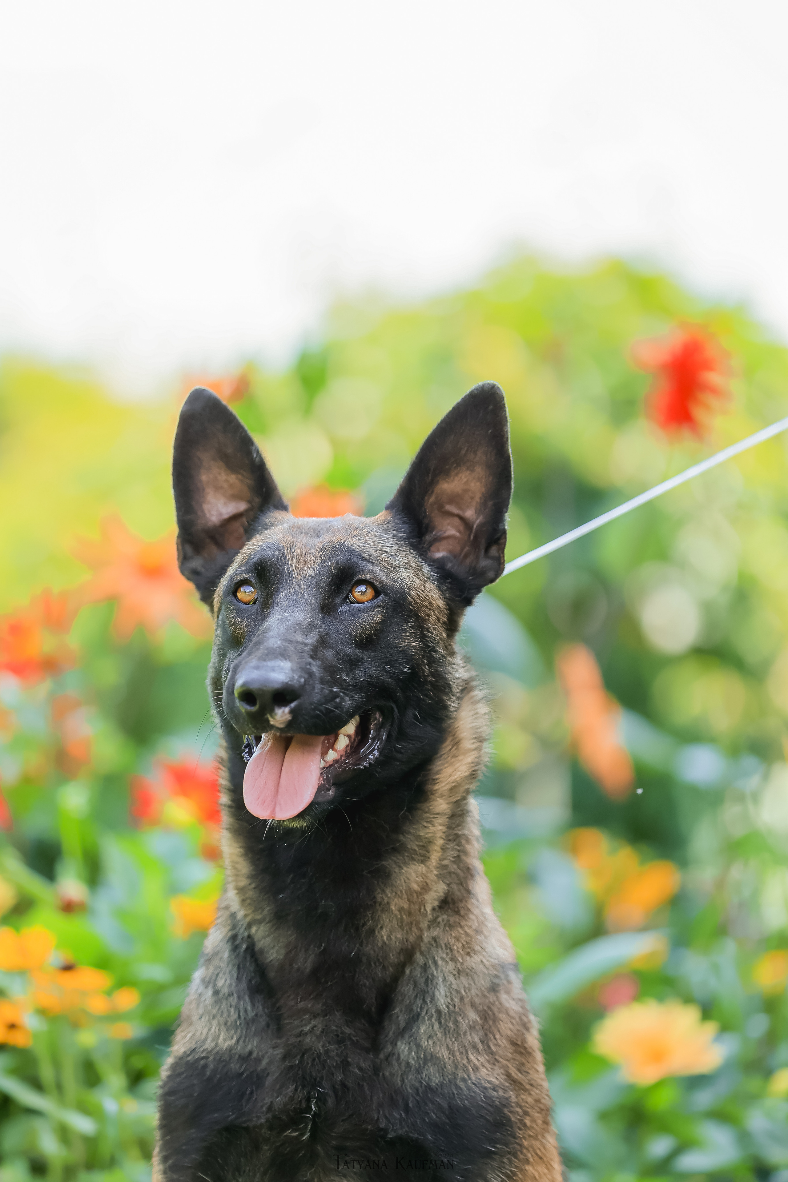 Фотосессия Малинуа. Фотограф Анималист из Новосибирска Татьяна Кауфман