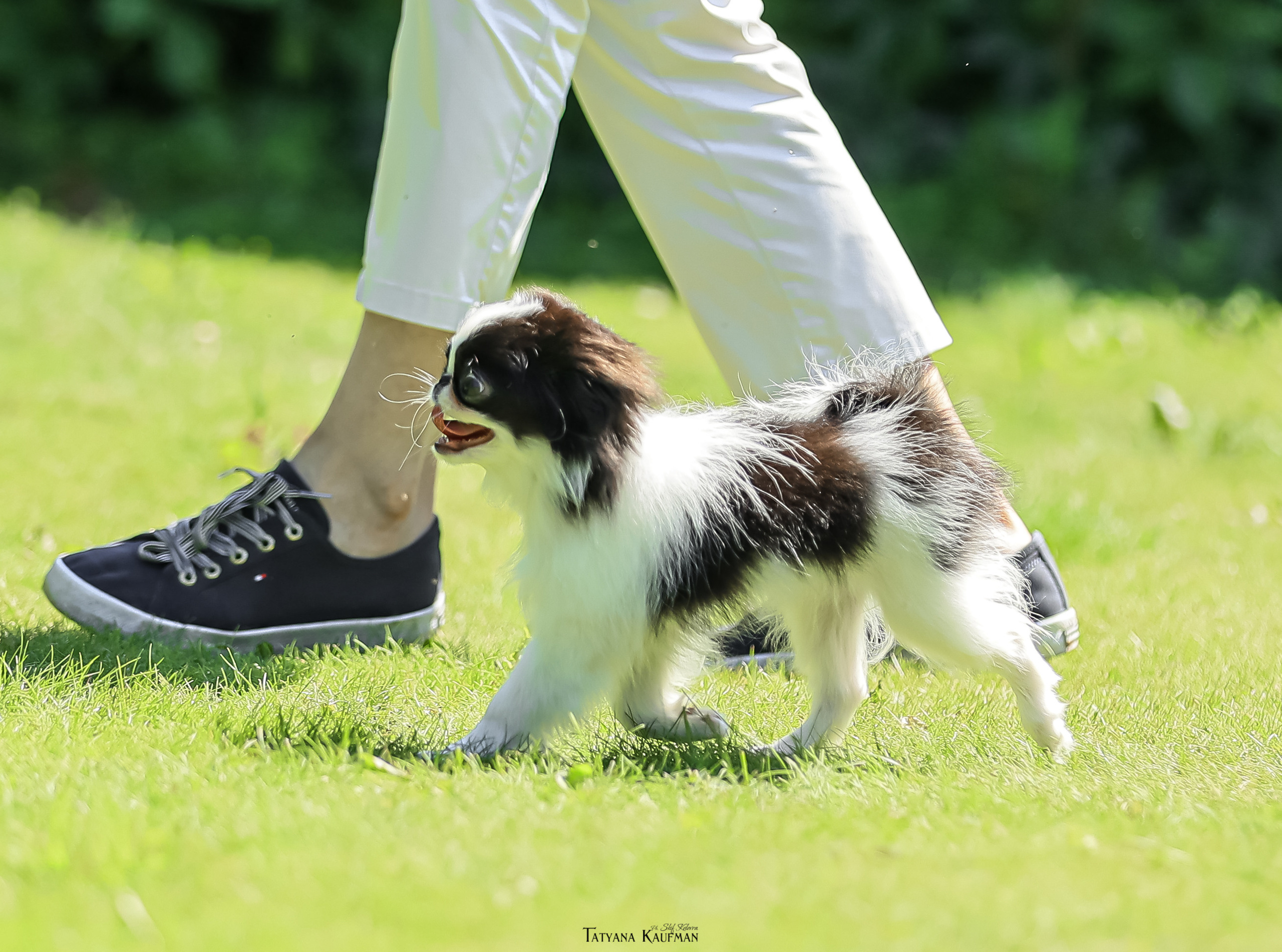 Японский хин, фотография японский хин, собака в цветах, красивая собака, фотограф анималист, фотокурс Анималистика, научиться фотографировать собак, фотограф Новосибирск