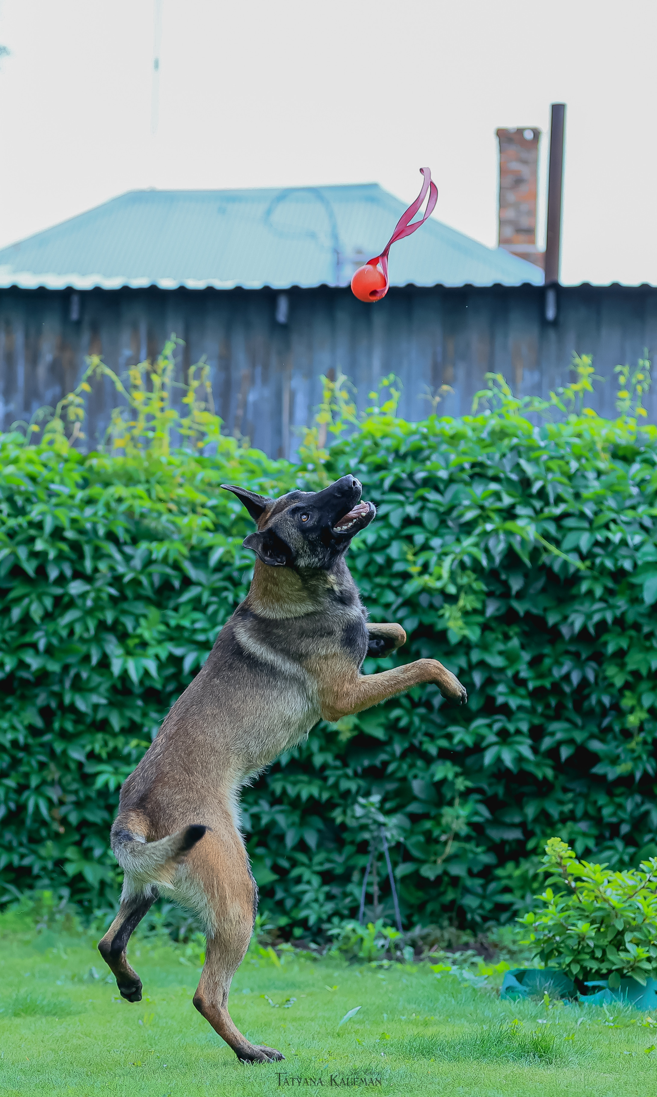 Фотосессия Малинуа. Фотограф Анималист из Новосибирска Татьяна Кауфман
