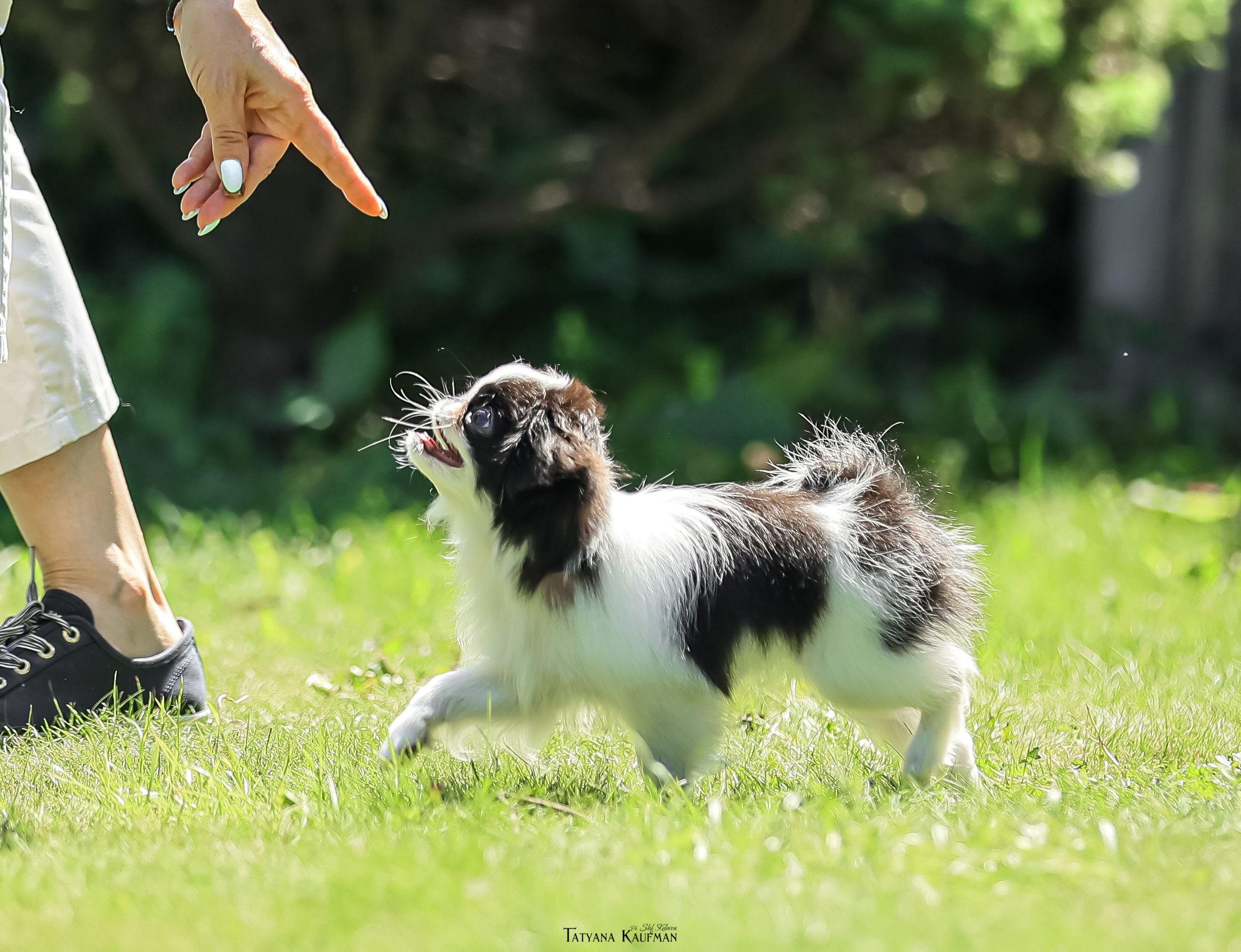 Японский хин, фотография японский хин, собака в цветах, красивая собака, фотограф анималист, фотокурс Анималистика, научиться фотографировать собак, фотограф Новосибирск
