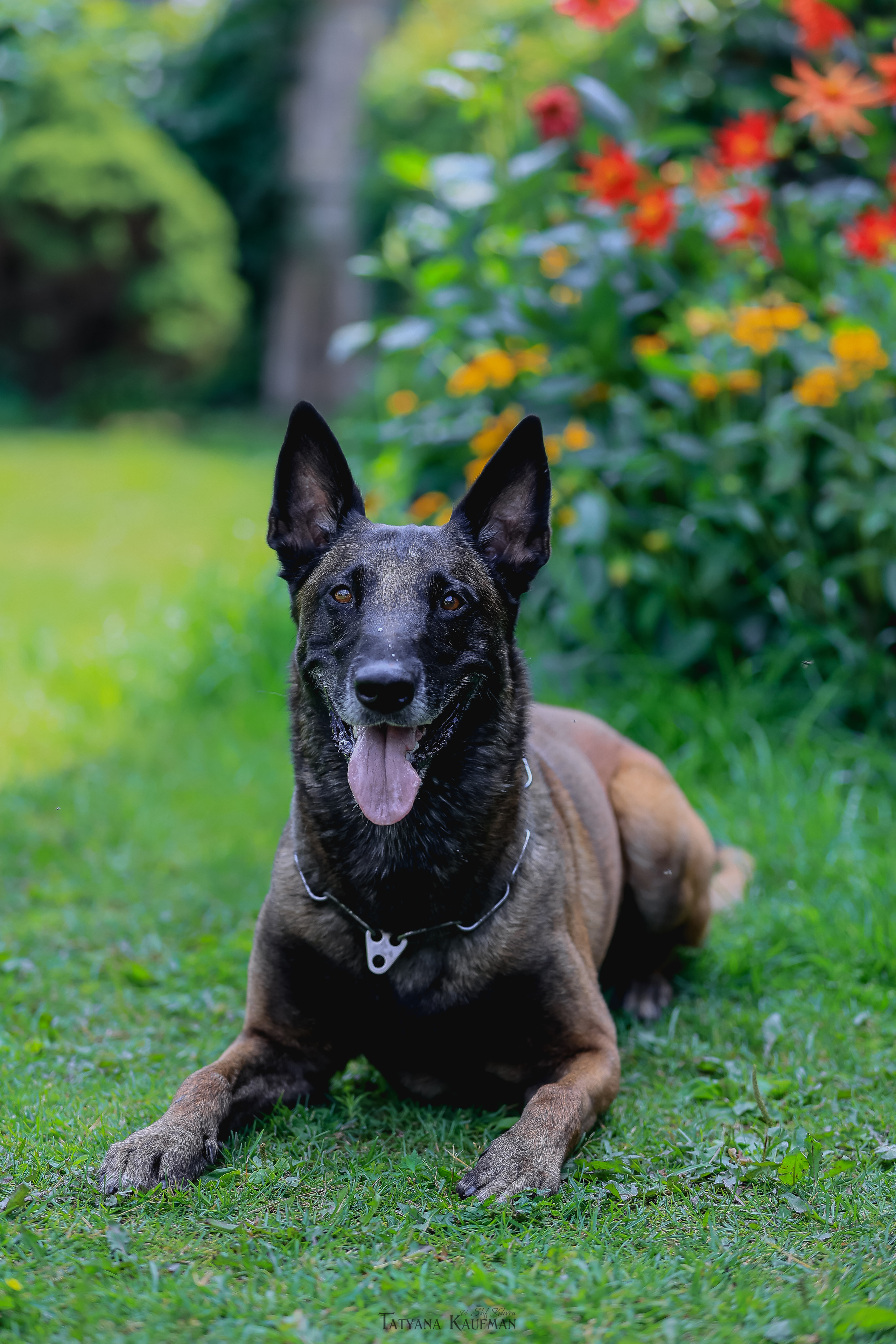 Фотосессия Малинуа. Фотограф Анималист из Новосибирска Татьяна Кауфман
