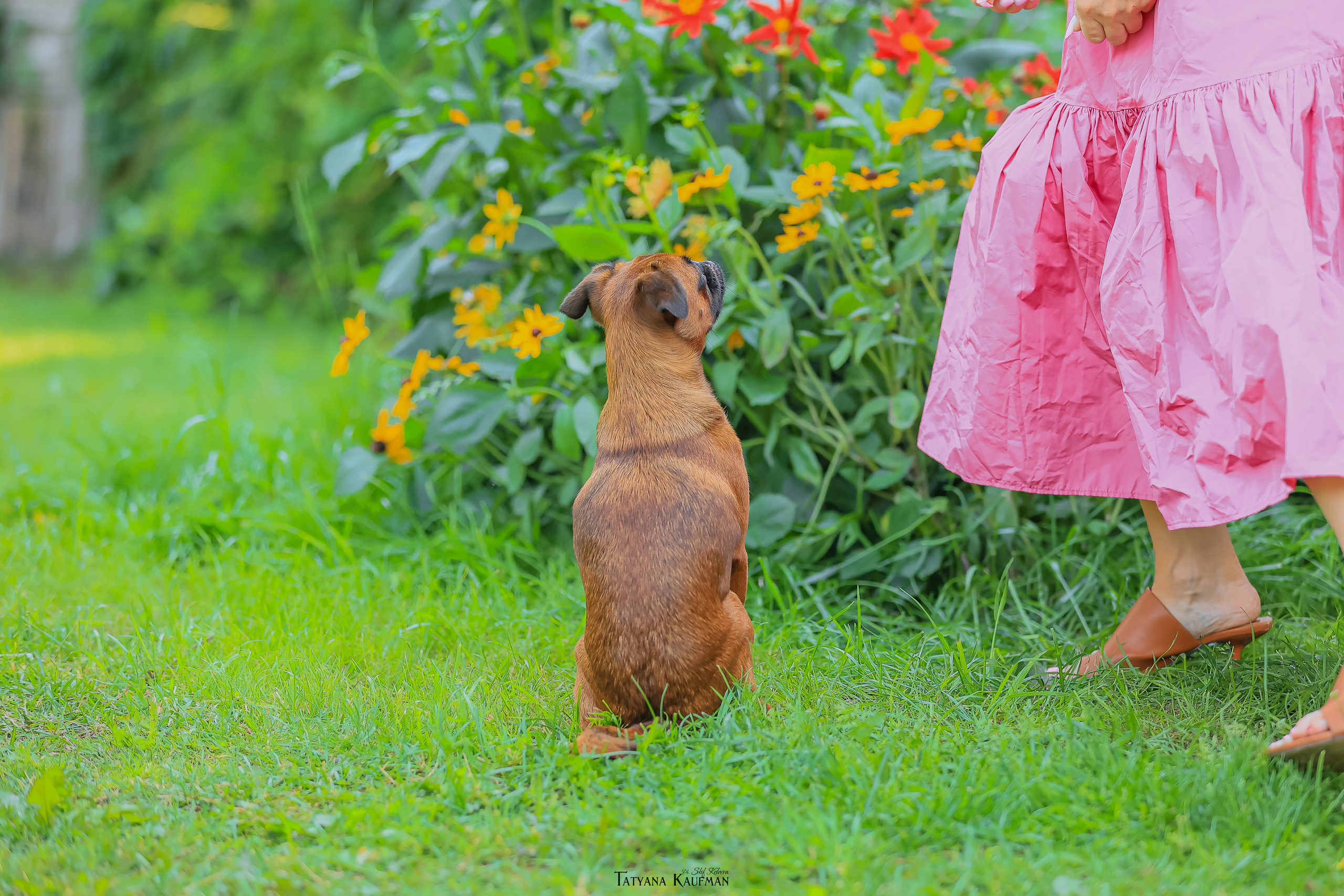 Малый брабансон, фотография брабансон, красивая собака, фотограф анималист, фотокурс Анималистика, научиться фотографировать собак, фотограф Новосибирск