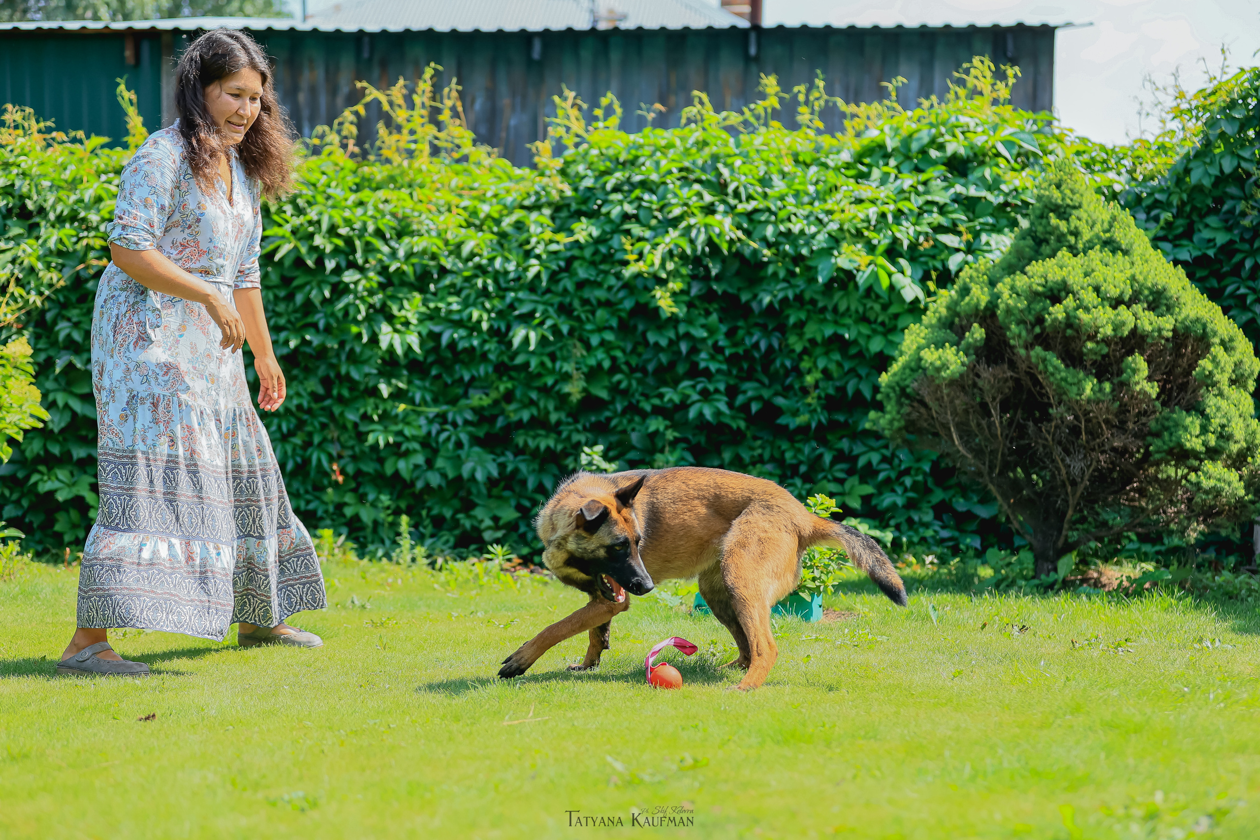 Фотосессия Малинуа. Фотограф Анималист из Новосибирска Татьяна Кауфман