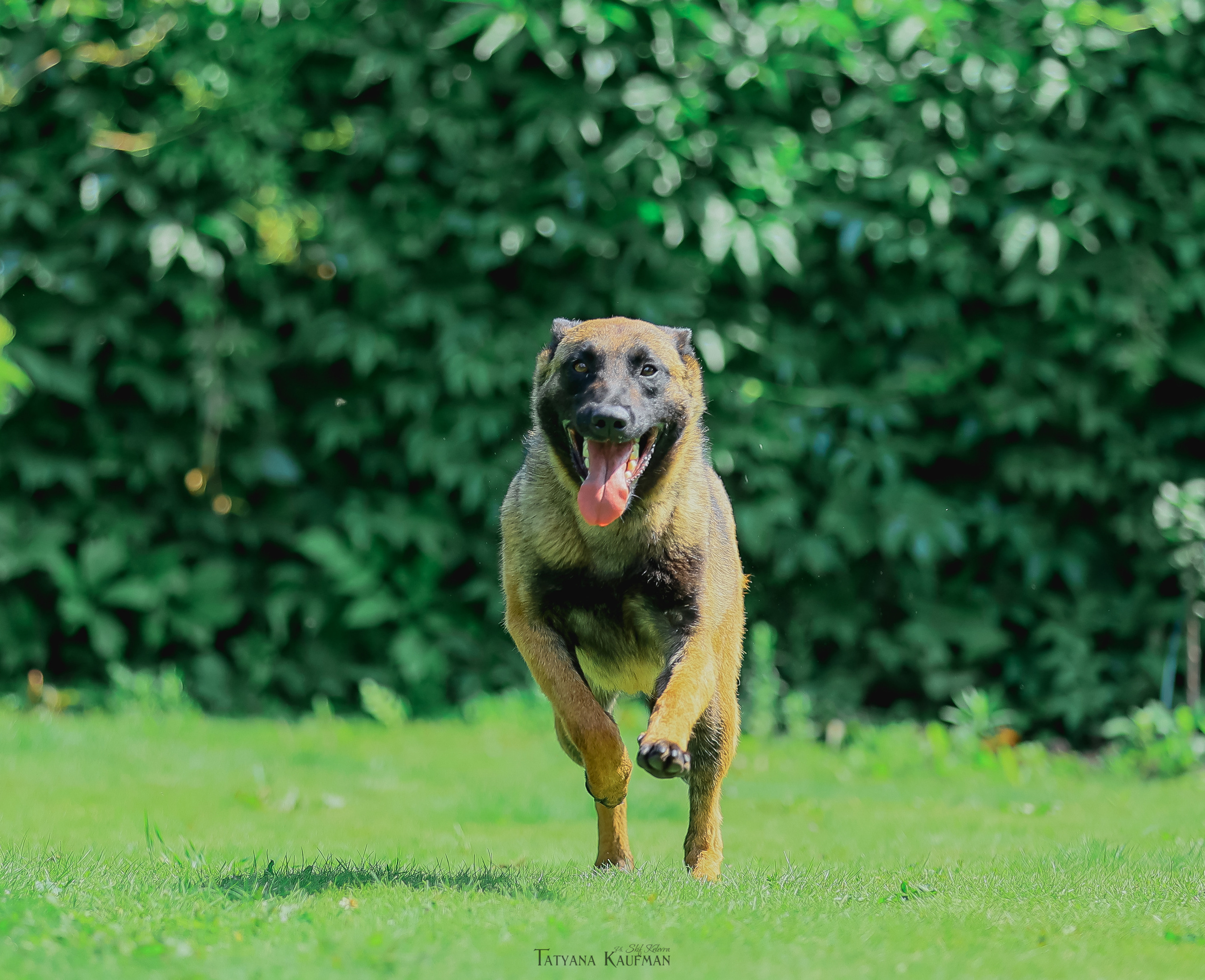 Фотосессия Малинуа. Фотограф Анималист из Новосибирска Татьяна Кауфман