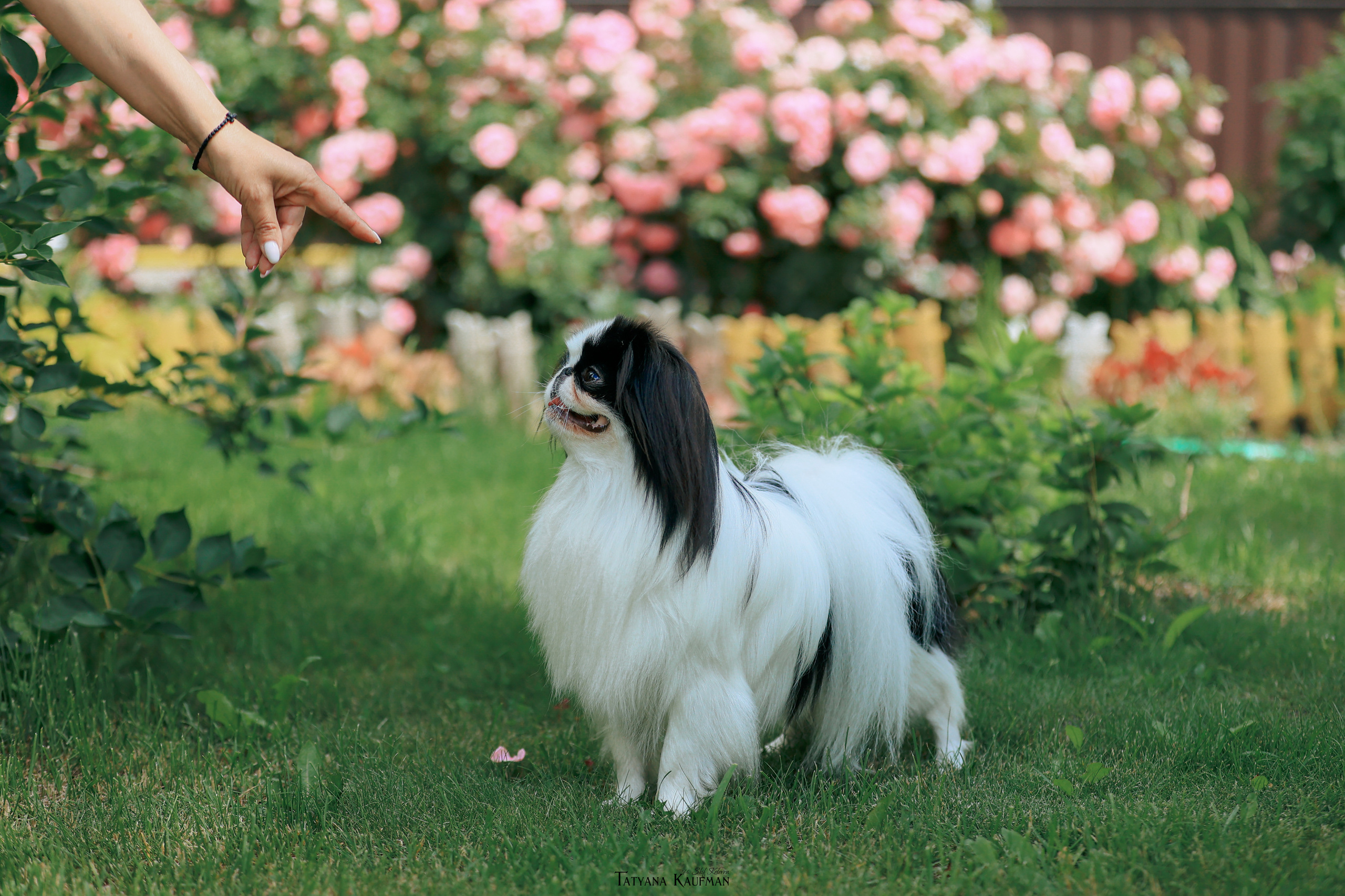 Фотосъемка японских хинов. Фотограф Анималист из Новосибирска Татьяна Кауфман