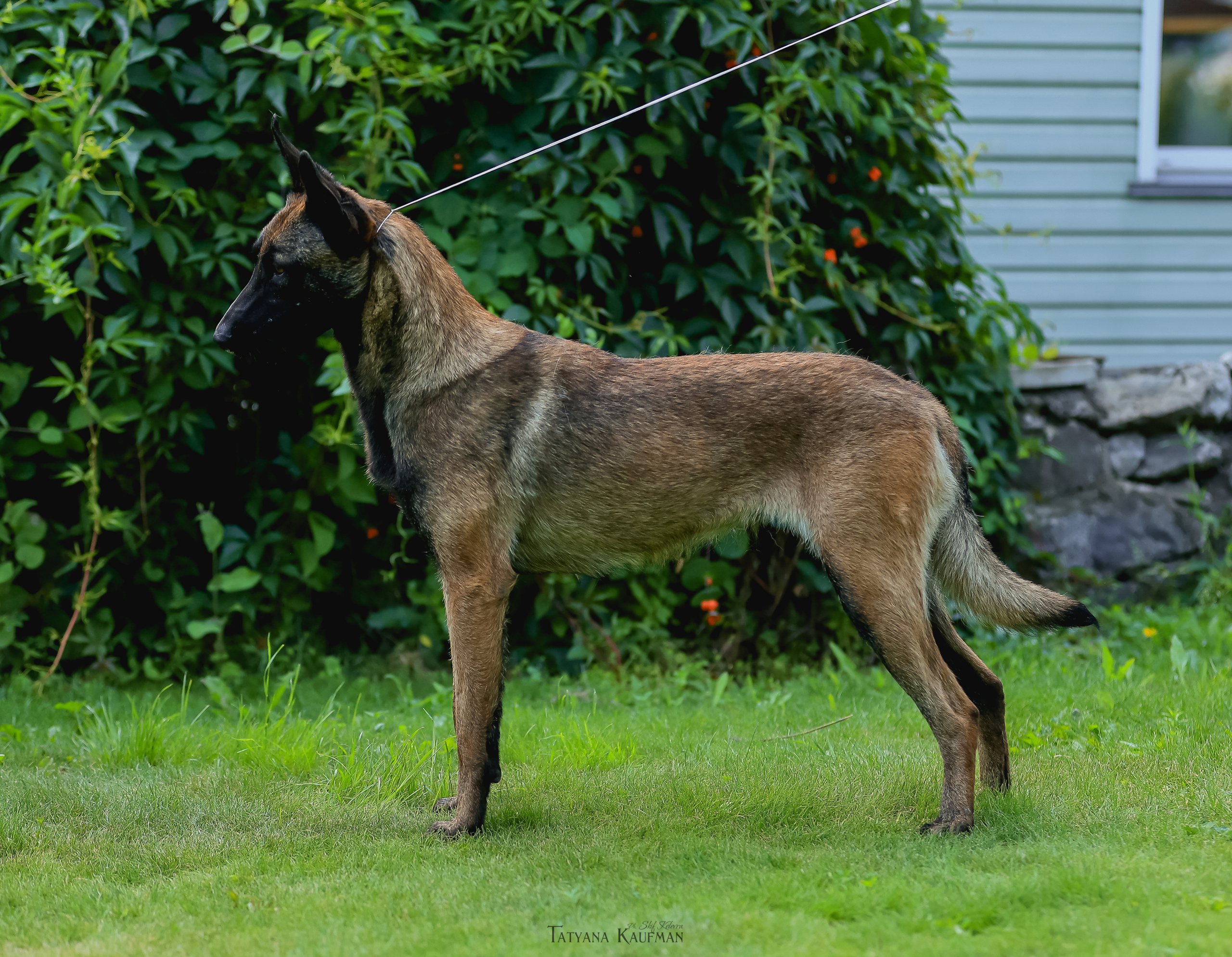 Фотосессия Малинуа. Фотограф Анималист из Новосибирска Татьяна Кауфман
