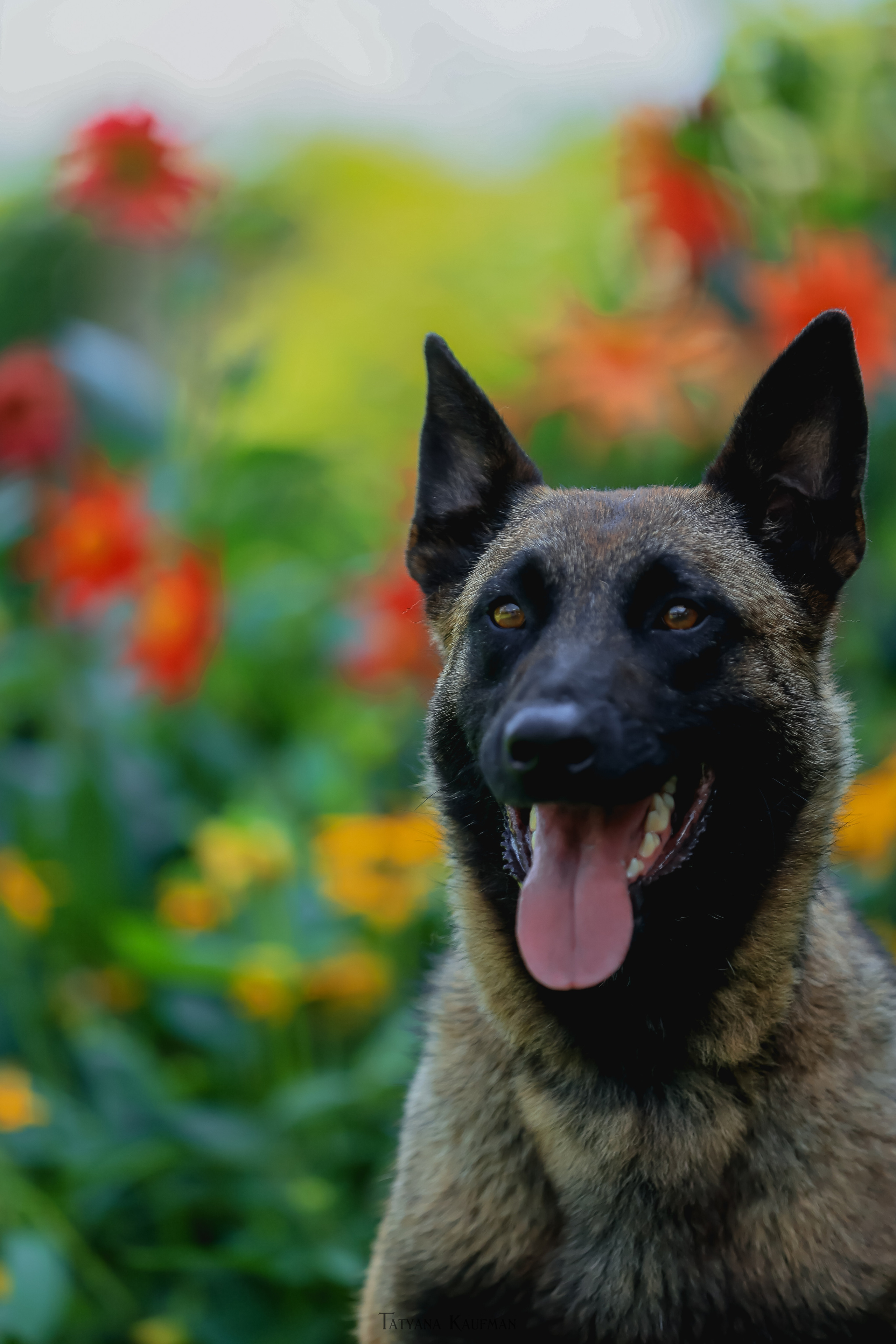 Фотосессия Малинуа. Фотограф Анималист из Новосибирска Татьяна Кауфман