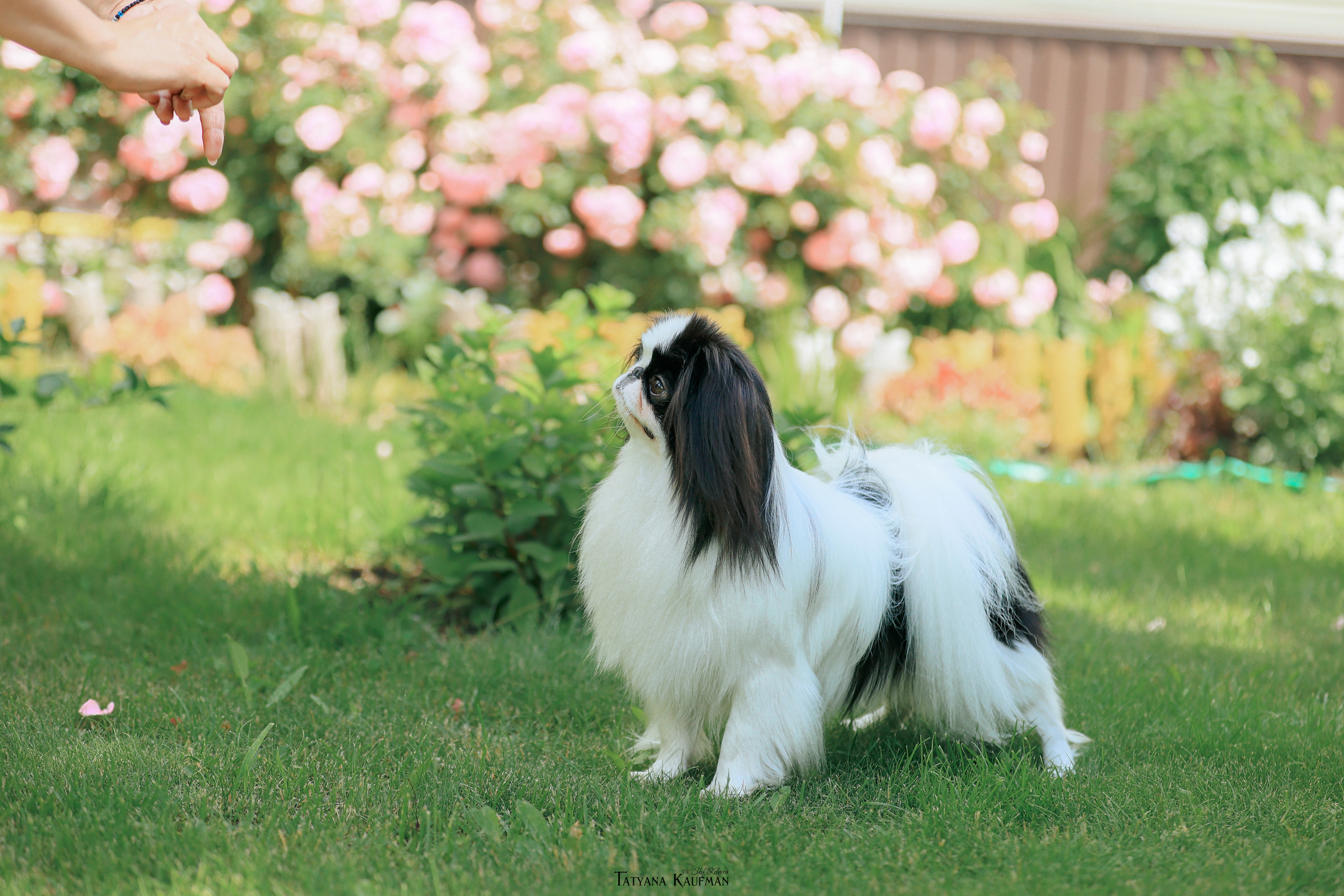 Фотосъемка японских хинов. Фотограф Анималист из Новосибирска Татьяна Кауфман