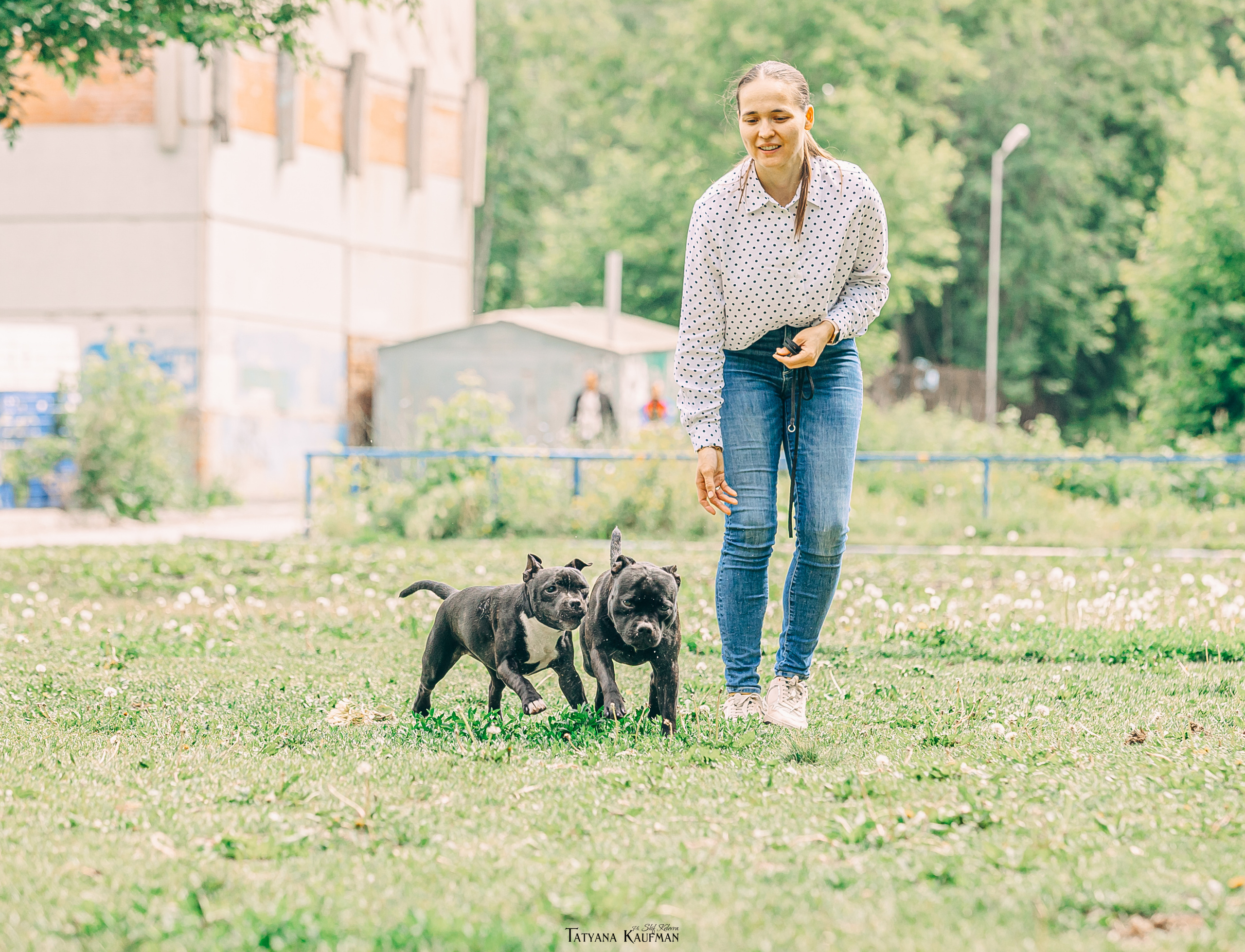 Фотосъемка стаффи. Фотограф Анималист из Новосибирска Татьяна Кауфман