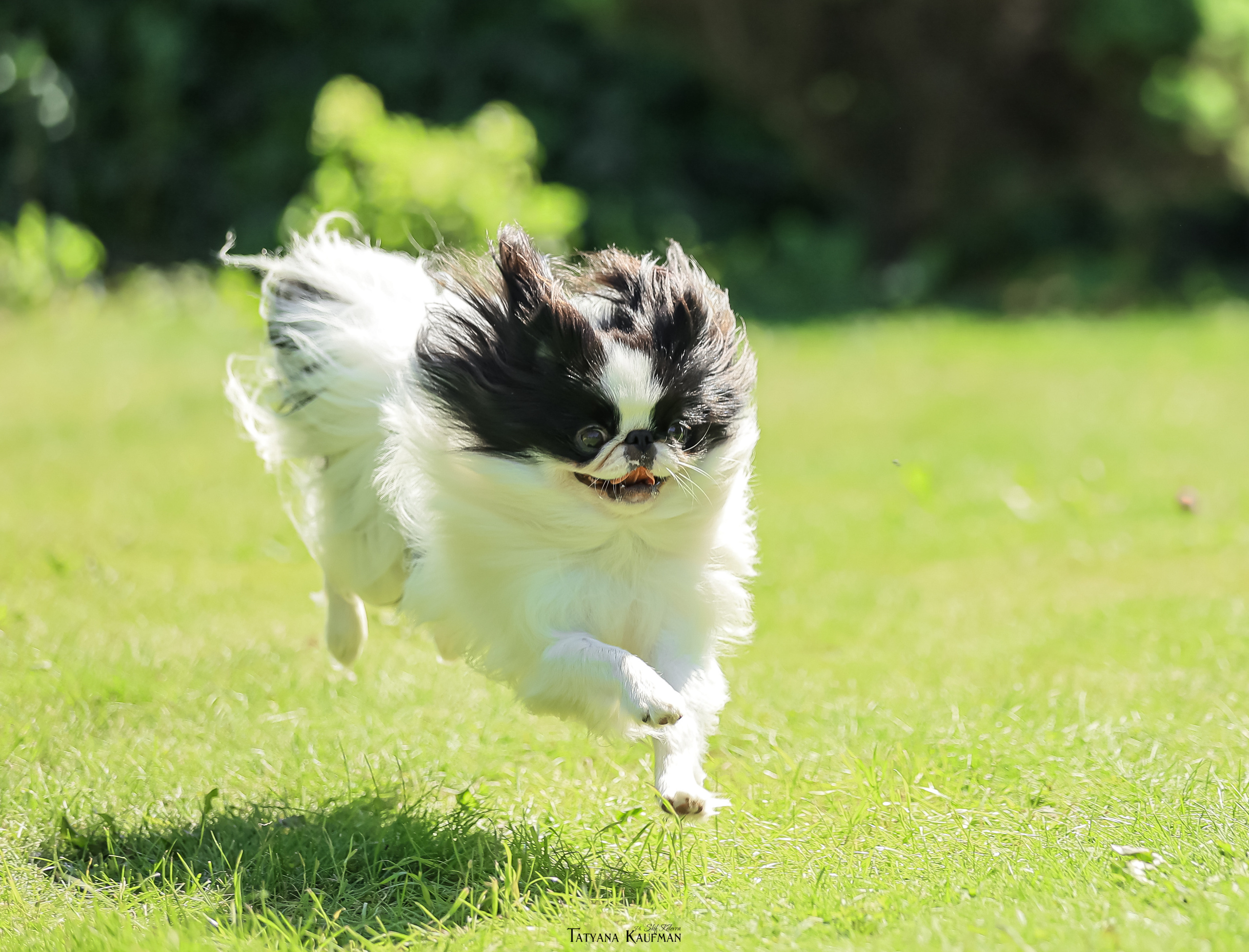 Японский хин, фотография японский хин, собака в цветах, красивая собака, фотограф анималист, фотокурс Анималистика, научиться фотографировать собак, фотограф Новосибирск