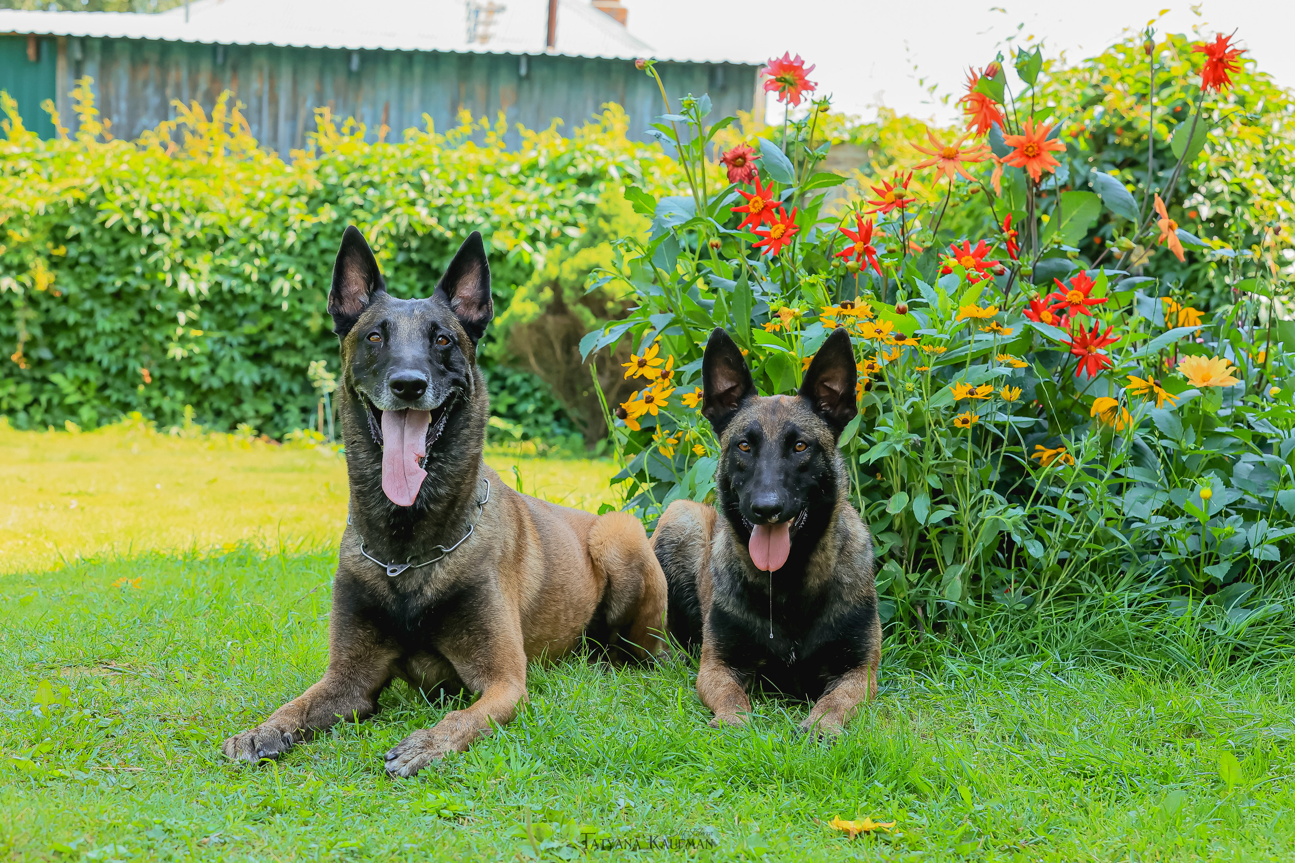 Фотосессия Малинуа. Фотограф Анималист из Новосибирска Татьяна Кауфман