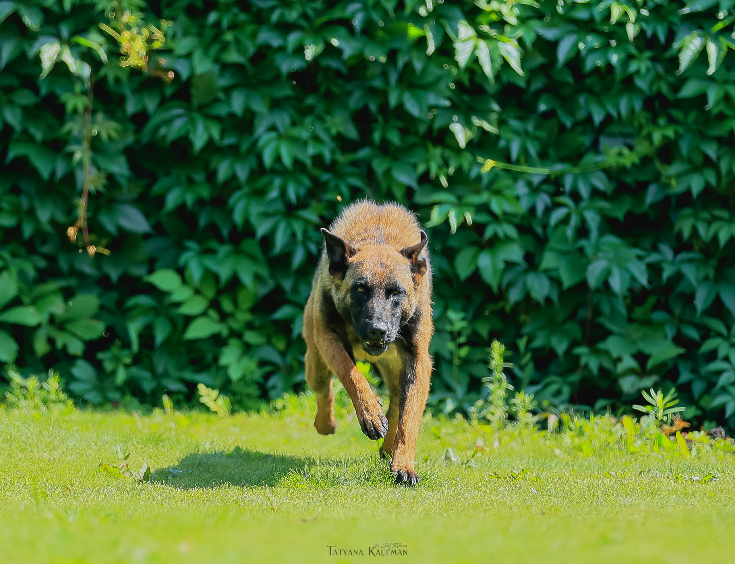 Фотосессия Малинуа. Фотограф Анималист из Новосибирска Татьяна Кауфман