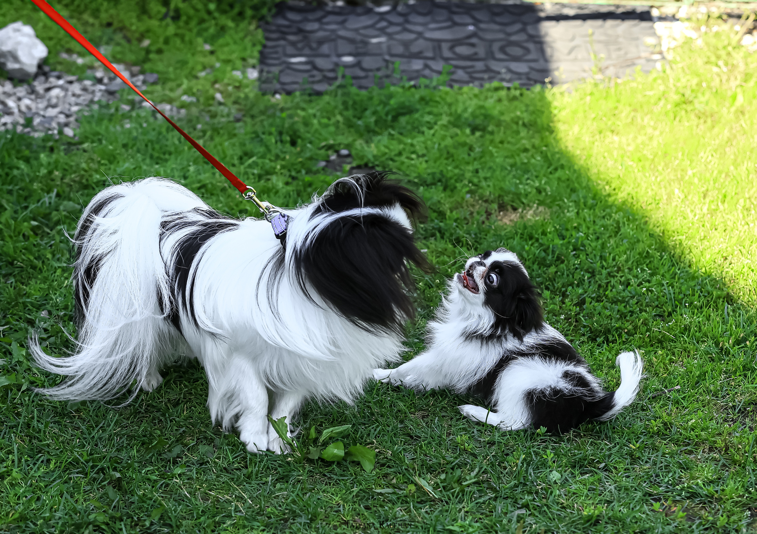 Японский хин, фотография японский хин, собака в цветах, красивая собака, фотограф анималист, фотокурс Анималистика, научиться фотографировать собак, фотограф Новосибирск