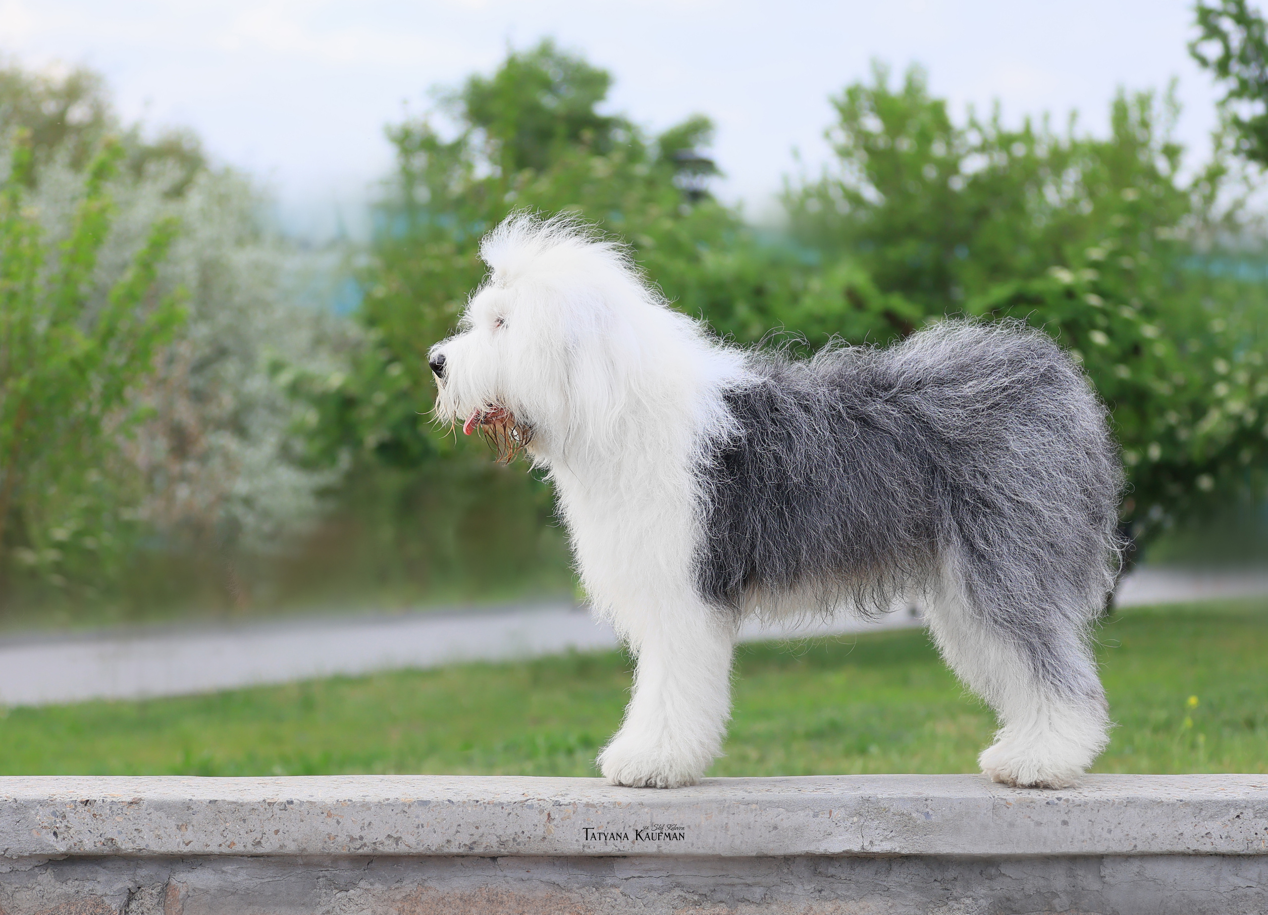 Фотосъемка бобтейлов. Фотограф Анималист из Новосибирска Татьяна Кауфман