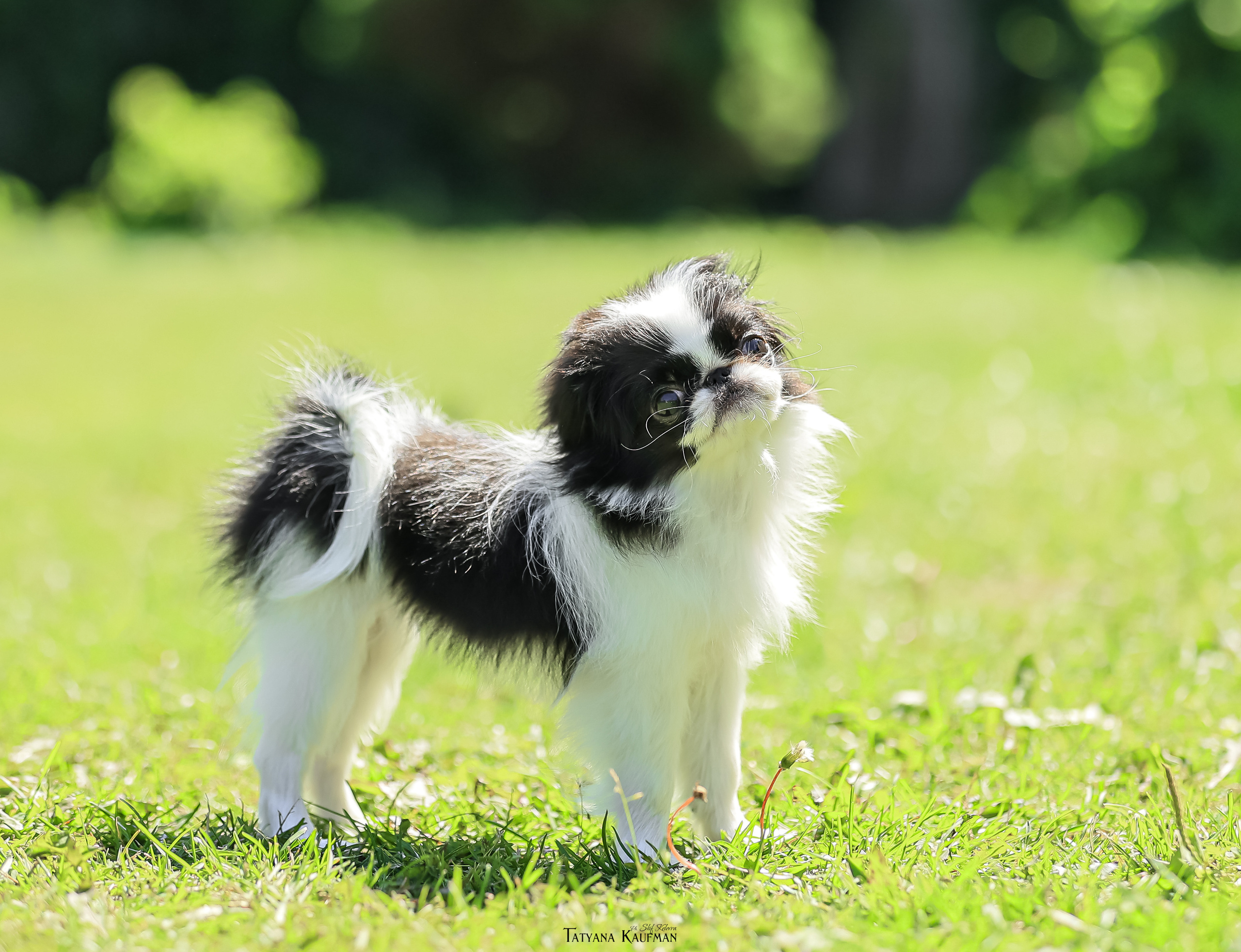 Японский хин, фотография японский хин, собака в цветах, красивая собака, фотограф анималист, фотокурс Анималистика, научиться фотографировать собак, фотограф Новосибирск