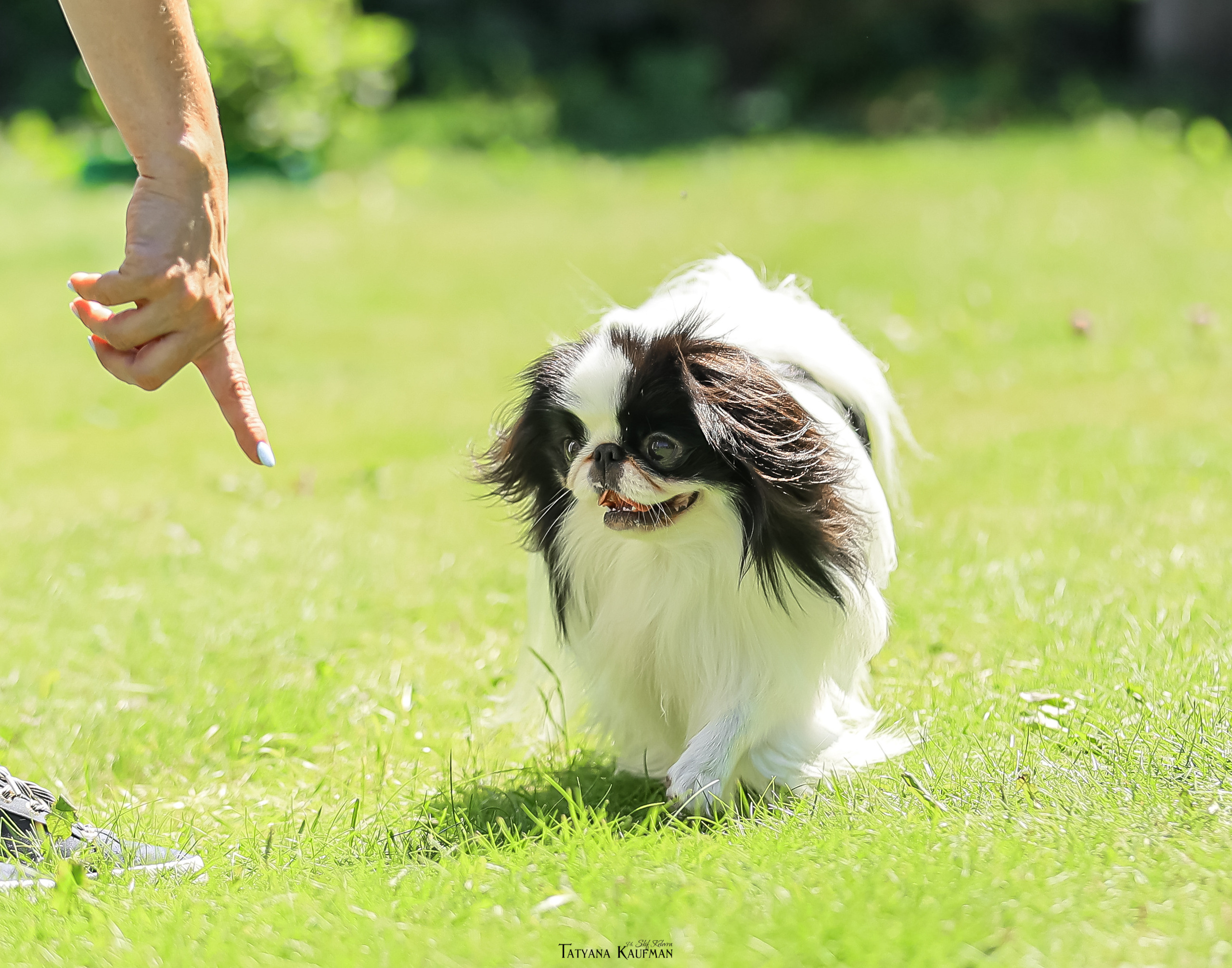 Японский хин, фотография японский хин, собака в цветах, красивая собака, фотограф анималист, фотокурс Анималистика, научиться фотографировать собак, фотограф Новосибирск