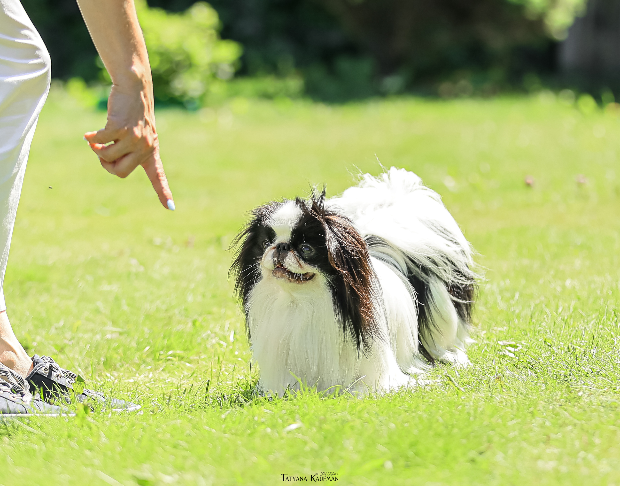 Японский хин, фотография японский хин, собака в цветах, красивая собака, фотограф анималист, фотокурс Анималистика, научиться фотографировать собак, фотограф Новосибирск