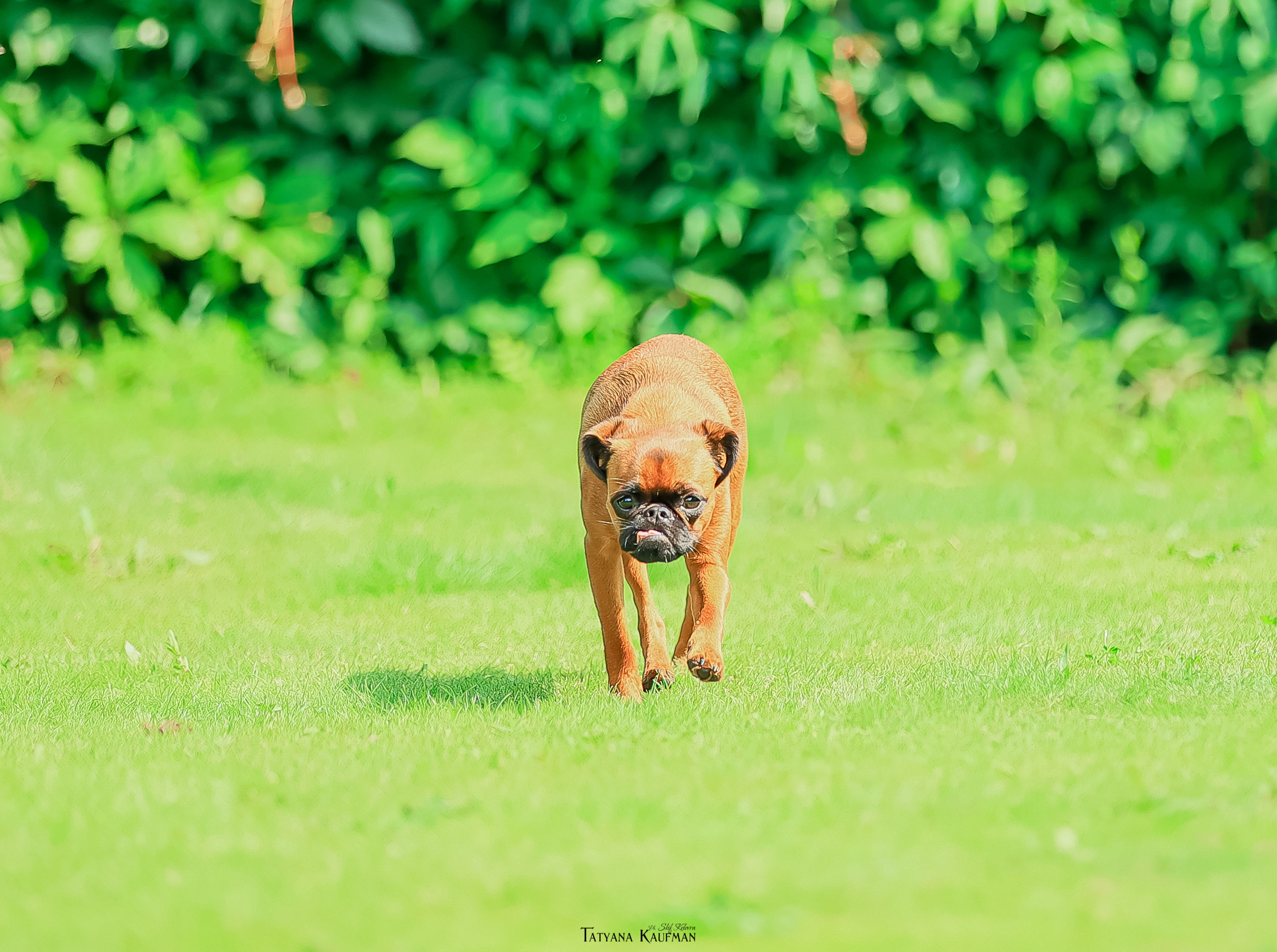 Малый брабансон, фотография брабансон, красивая собака, фотограф анималист, фотокурс Анималистика, научиться фотографировать собак, фотограф Новосибирск