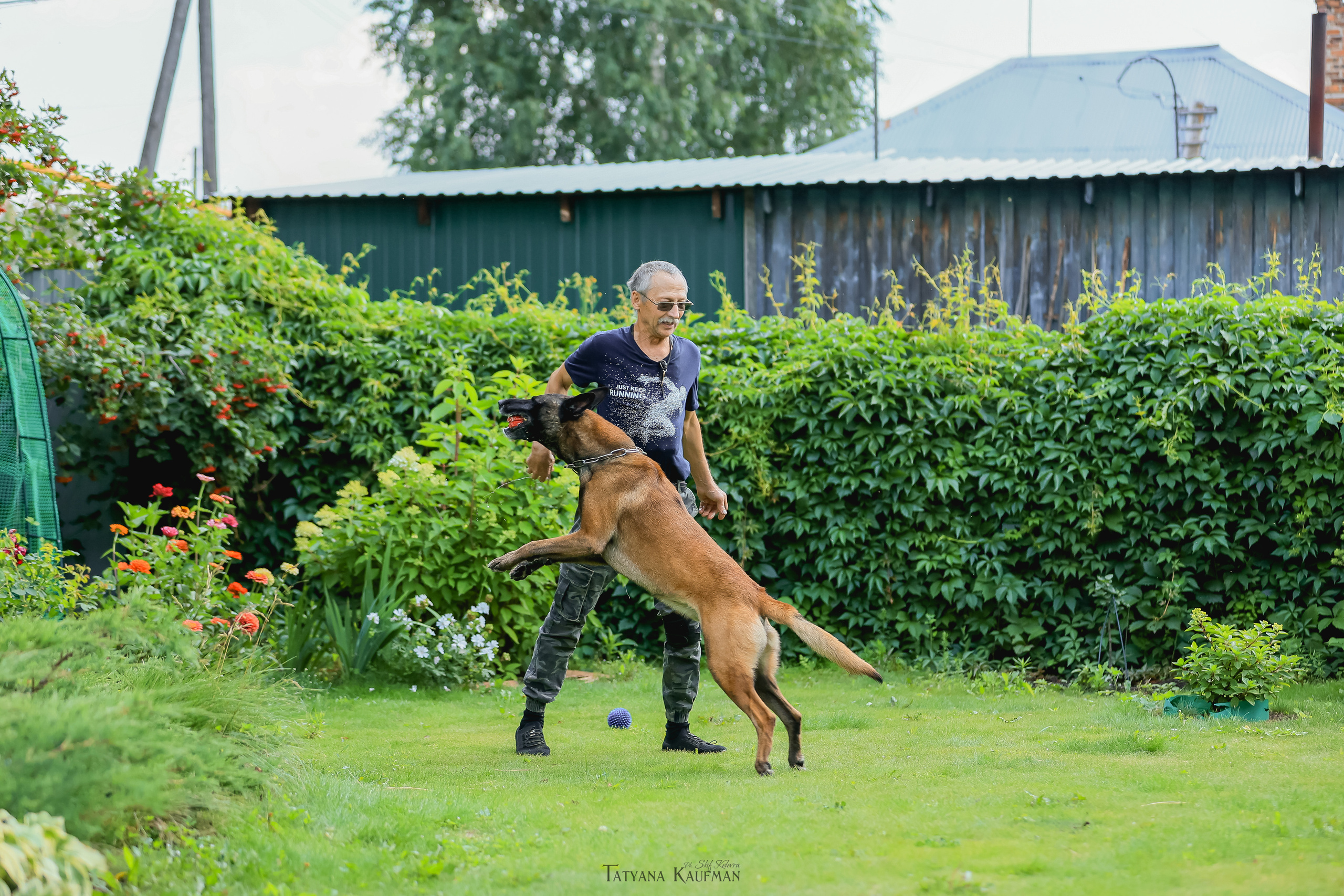 Фотосессия Малинуа. Фотограф Анималист из Новосибирска Татьяна Кауфман