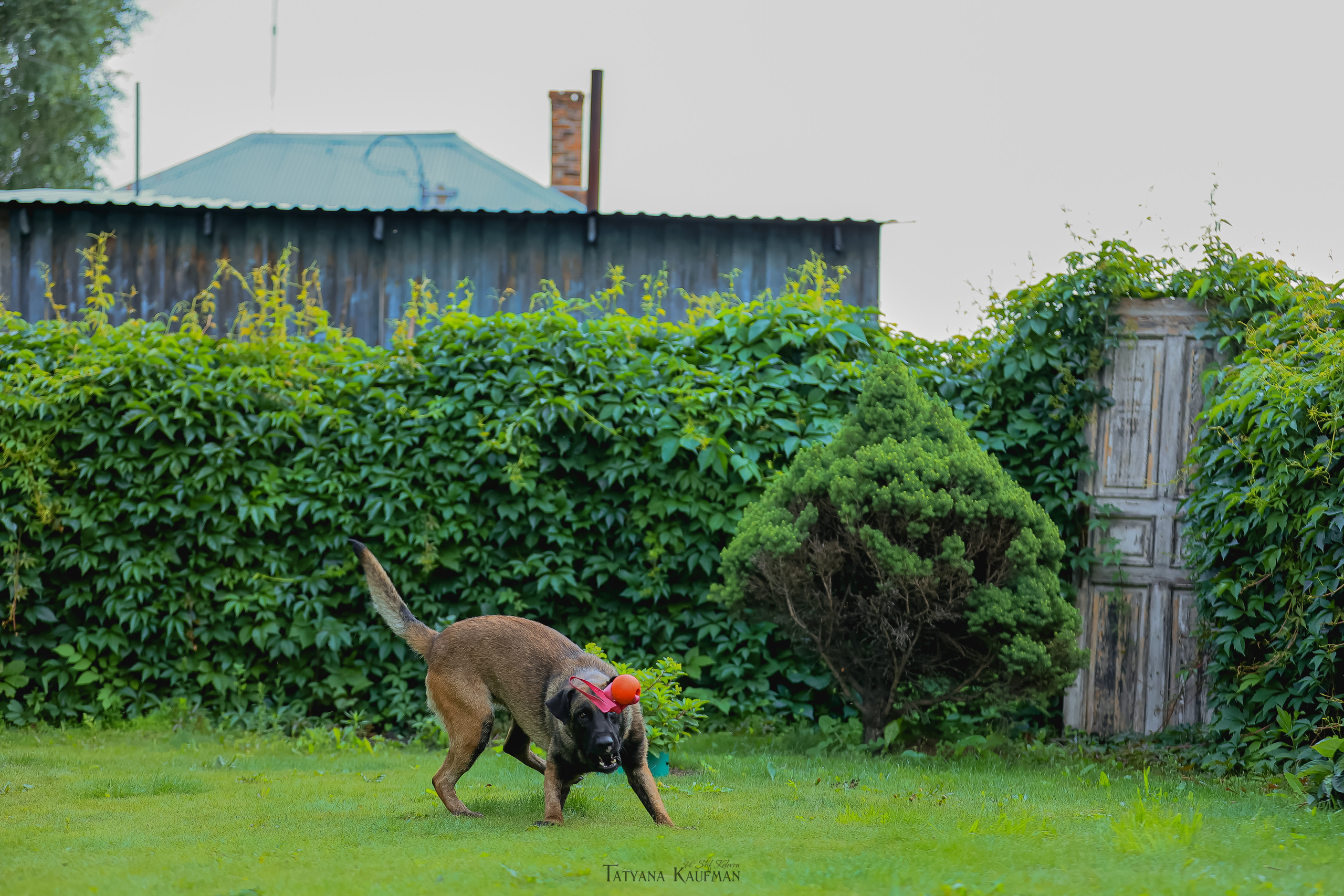 Фотосессия Малинуа. Фотограф Анималист из Новосибирска Татьяна Кауфман