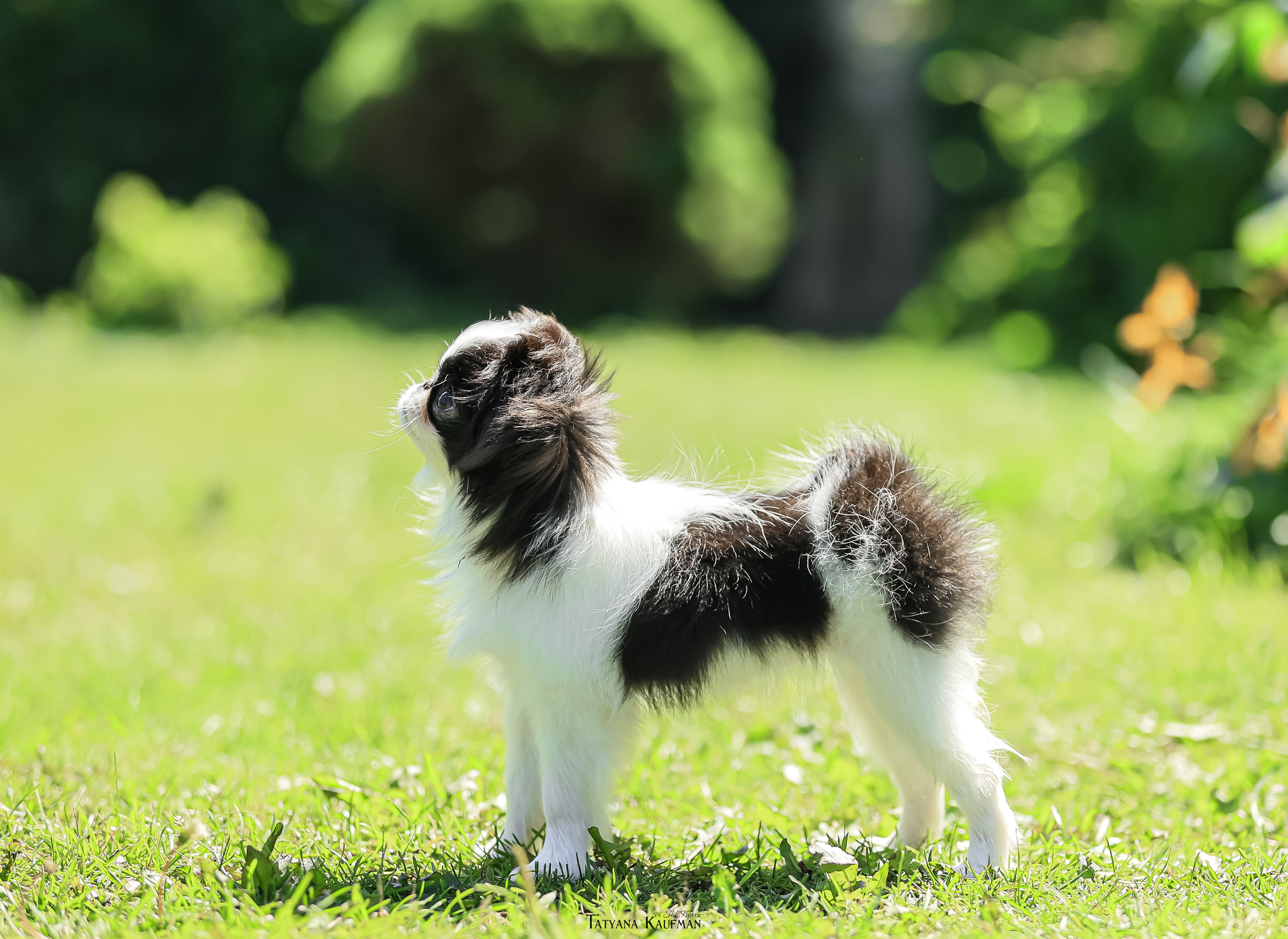 Японский хин, фотография японский хин, собака в цветах, красивая собака, фотограф анималист, фотокурс Анималистика, научиться фотографировать собак, фотограф Новосибирск