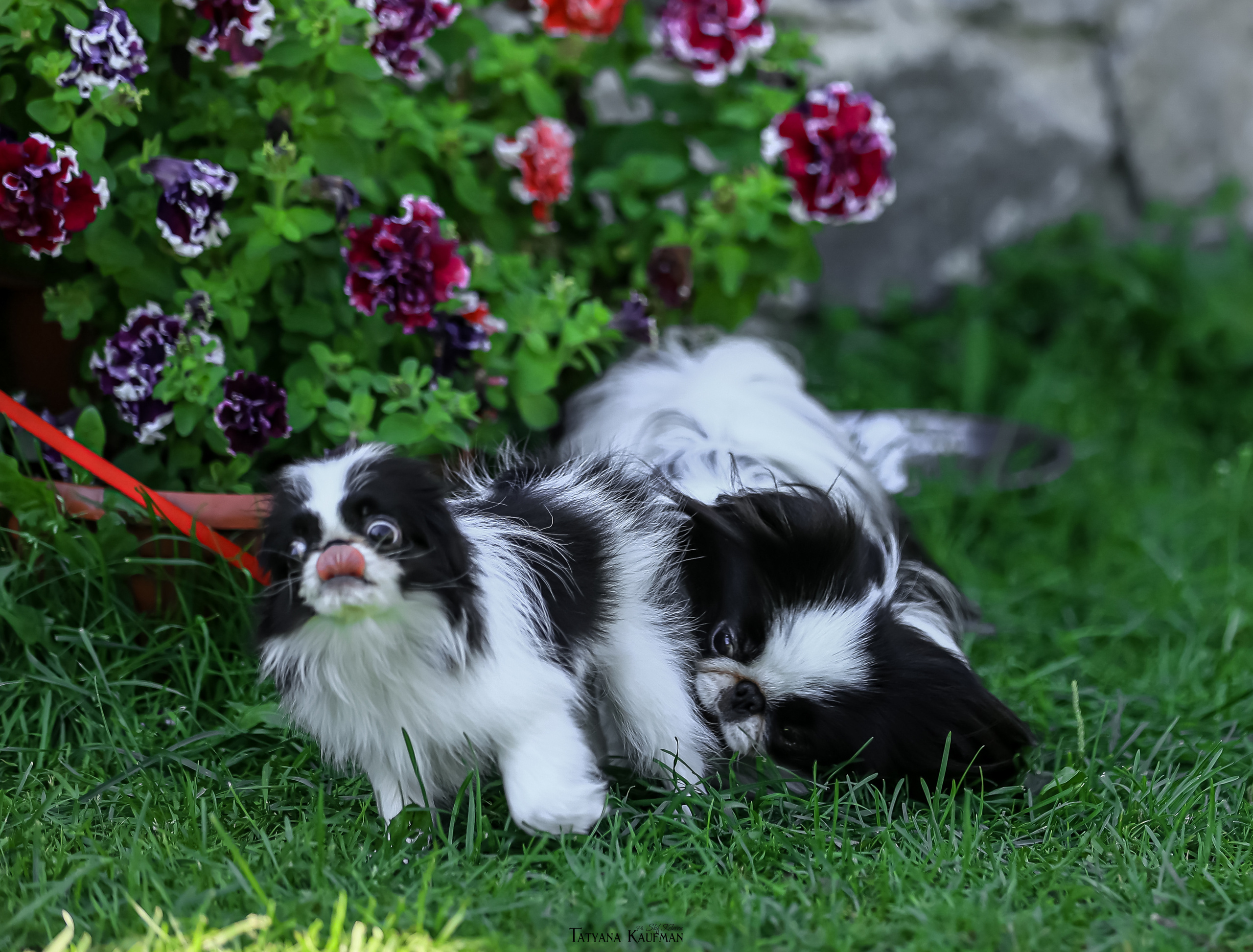 Японский хин, фотография японский хин, собака в цветах, красивая собака, фотограф анималист, фотокурс Анималистика, научиться фотографировать собак, фотограф Новосибирск