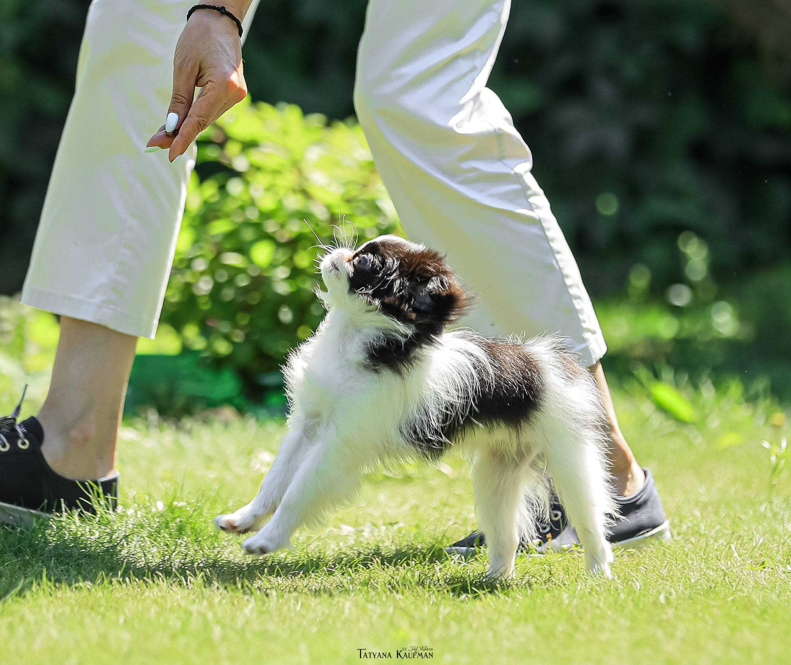 Японский хин, фотография японский хин, собака в цветах, красивая собака, фотограф анималист, фотокурс Анималистика, научиться фотографировать собак, фотограф Новосибирск