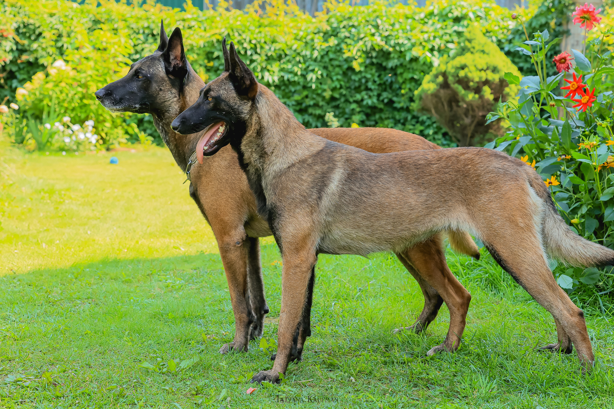 Фотосессия Малинуа. Фотограф Анималист из Новосибирска Татьяна Кауфман