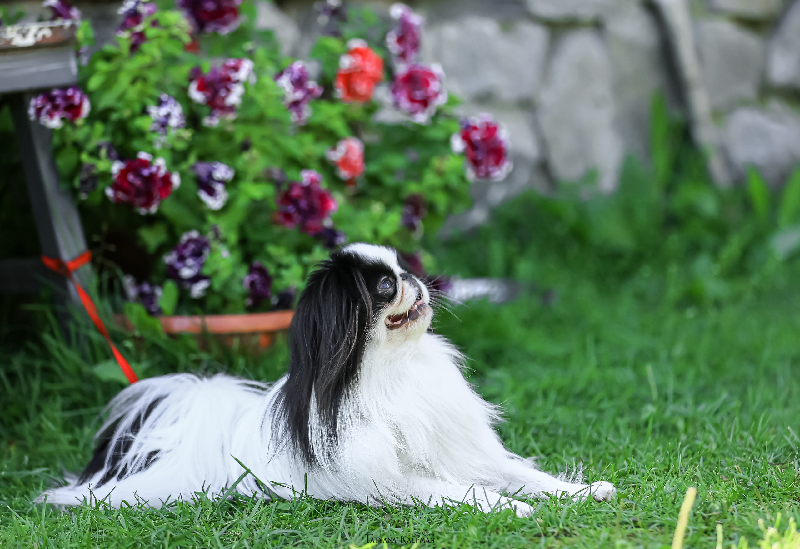 Японский хин, фотография японский хин, собака в цветах, красивая собака, фотограф анималист, фотокурс Анималистика, научиться фотографировать собак, фотограф Новосибирск