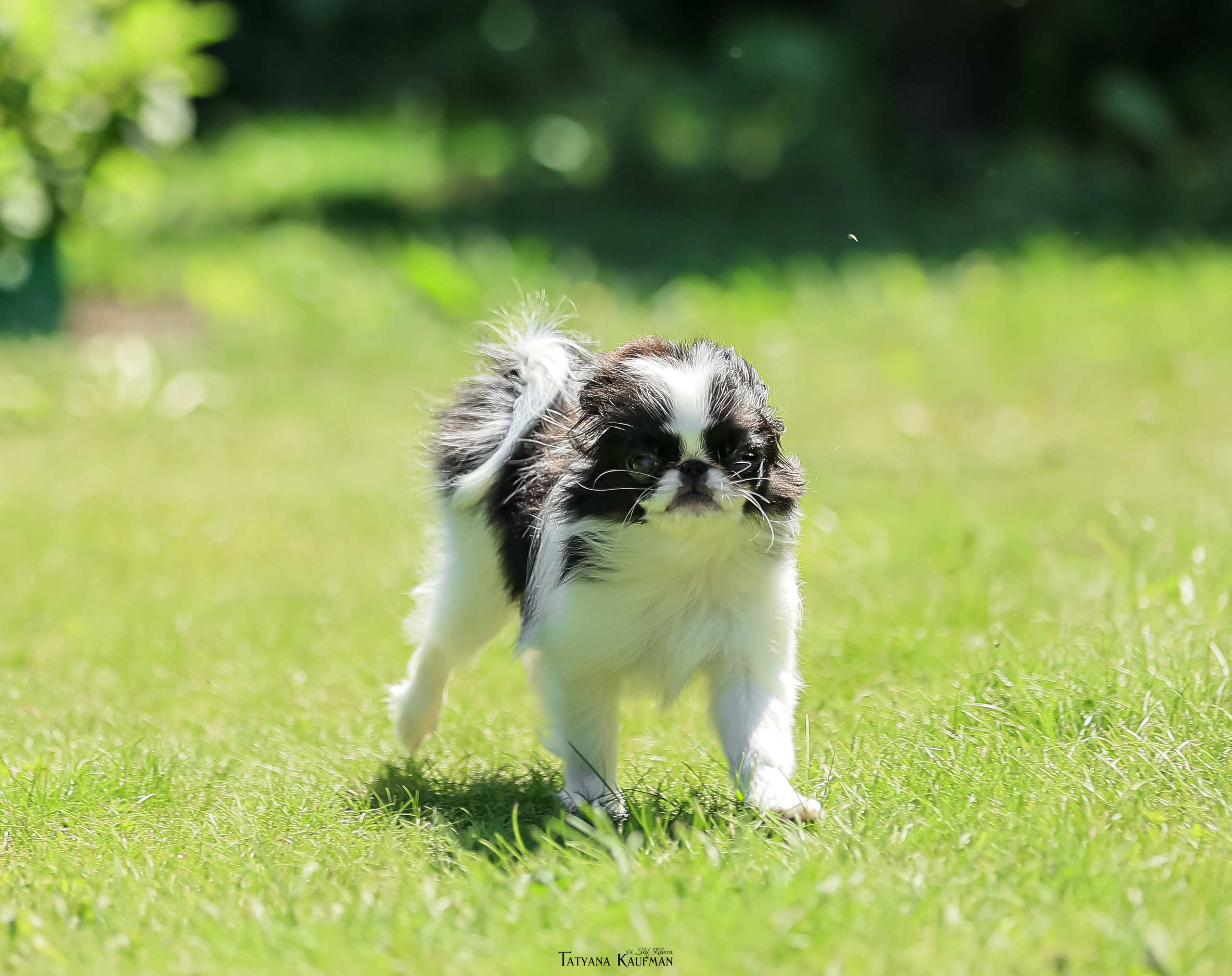 Японский хин, фотография японский хин, собака в цветах, красивая собака, фотограф анималист, фотокурс Анималистика, научиться фотографировать собак, фотограф Новосибирск