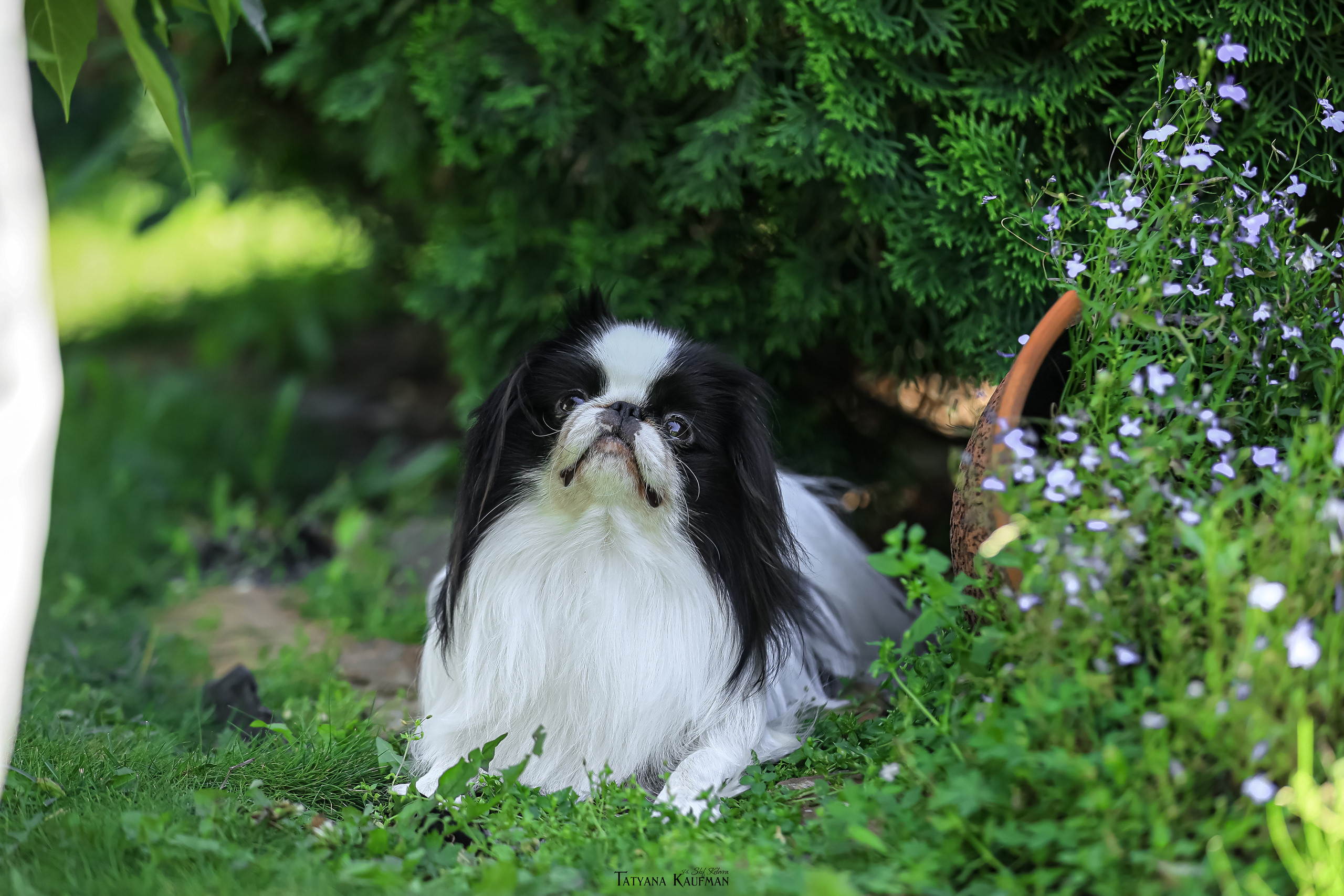 Японский хин, фотография японский хин, собака в цветах, красивая собака, фотограф анималист, фотокурс Анималистика, научиться фотографировать собак, фотограф Новосибирск