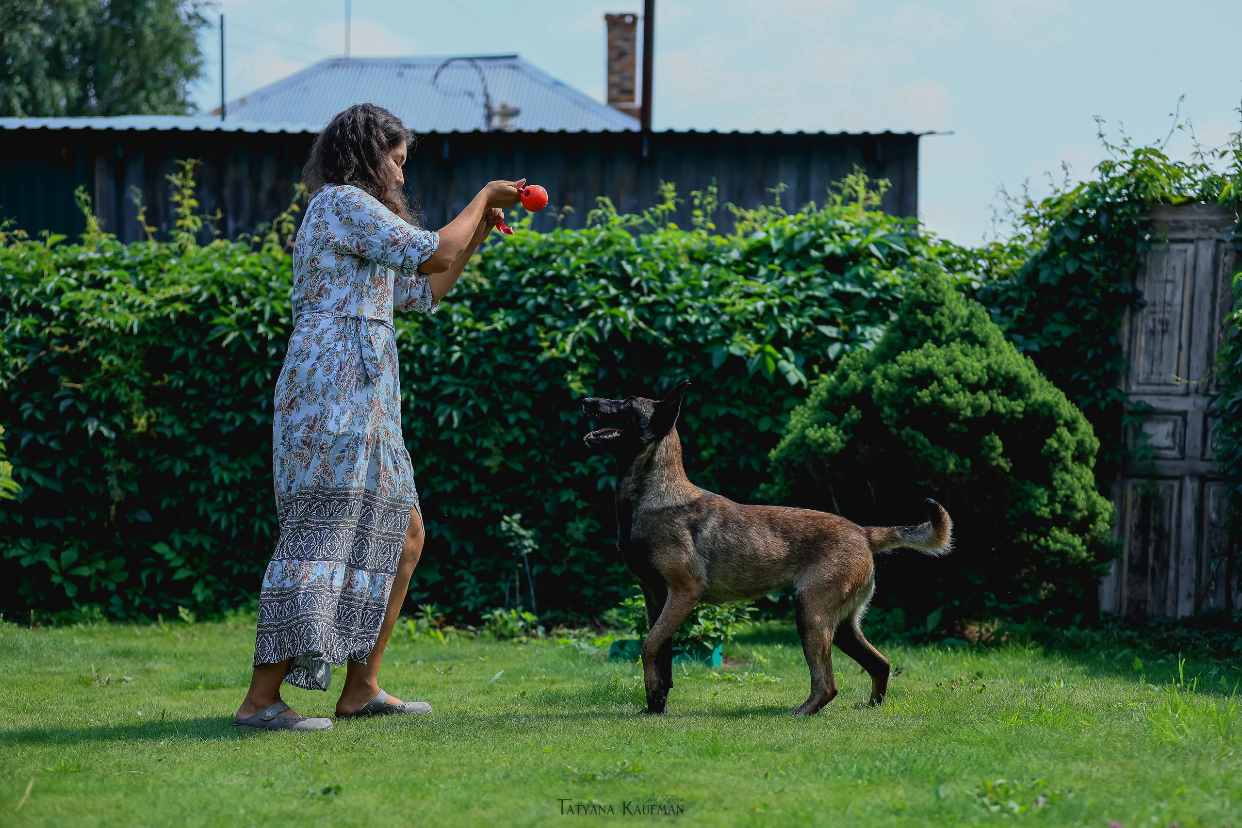 Фотосессия Малинуа. Фотограф Анималист из Новосибирска Татьяна Кауфман