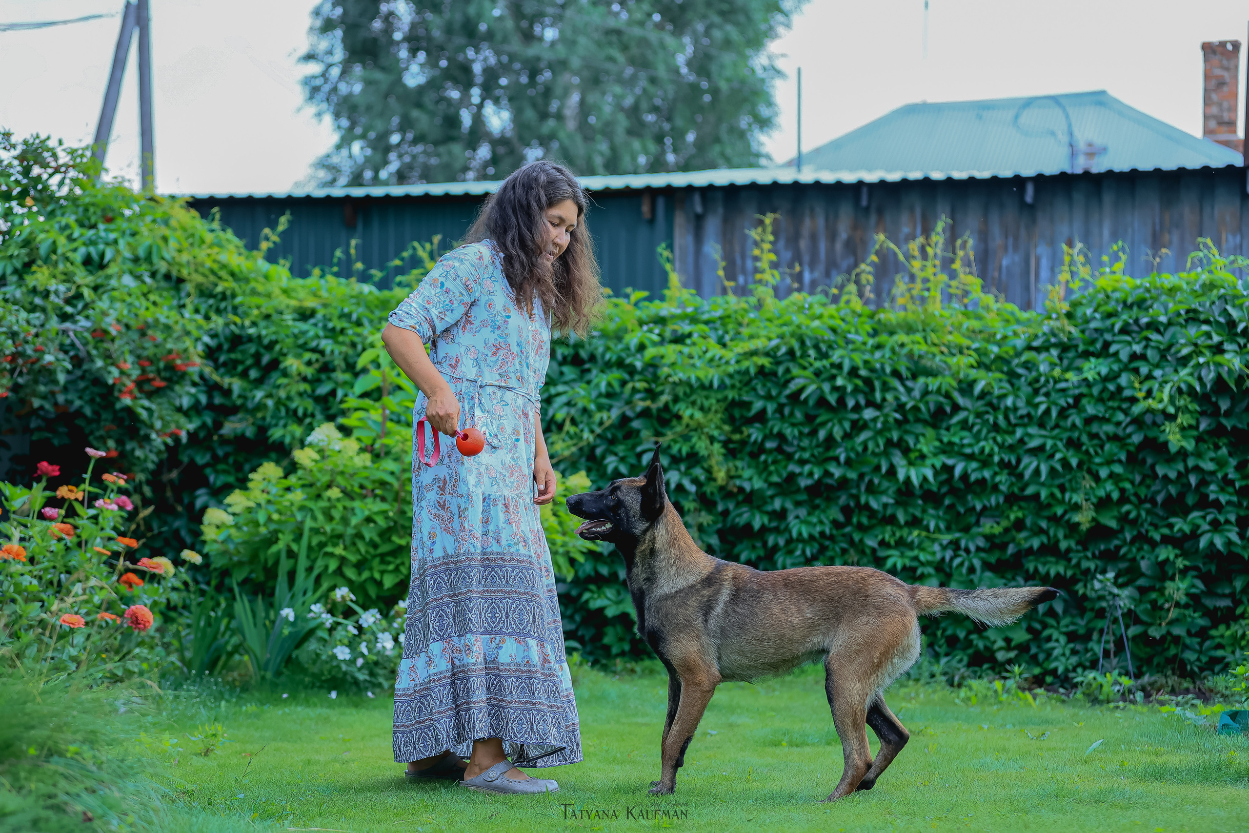 Фотосессия Малинуа. Фотограф Анималист из Новосибирска Татьяна Кауфман