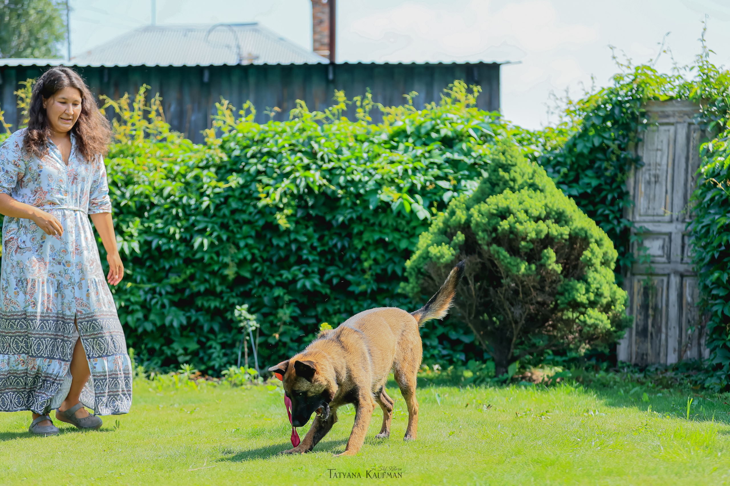 Фотосессия Малинуа. Фотограф Анималист из Новосибирска Татьяна Кауфман