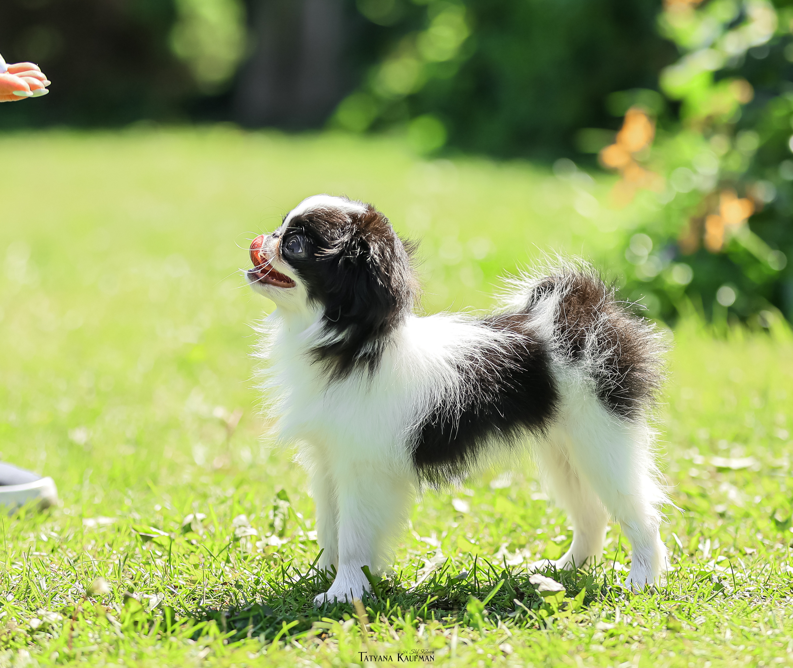 Японский хин, фотография японский хин, собака в цветах, красивая собака, фотограф анималист, фотокурс Анималистика, научиться фотографировать собак, фотограф Новосибирск