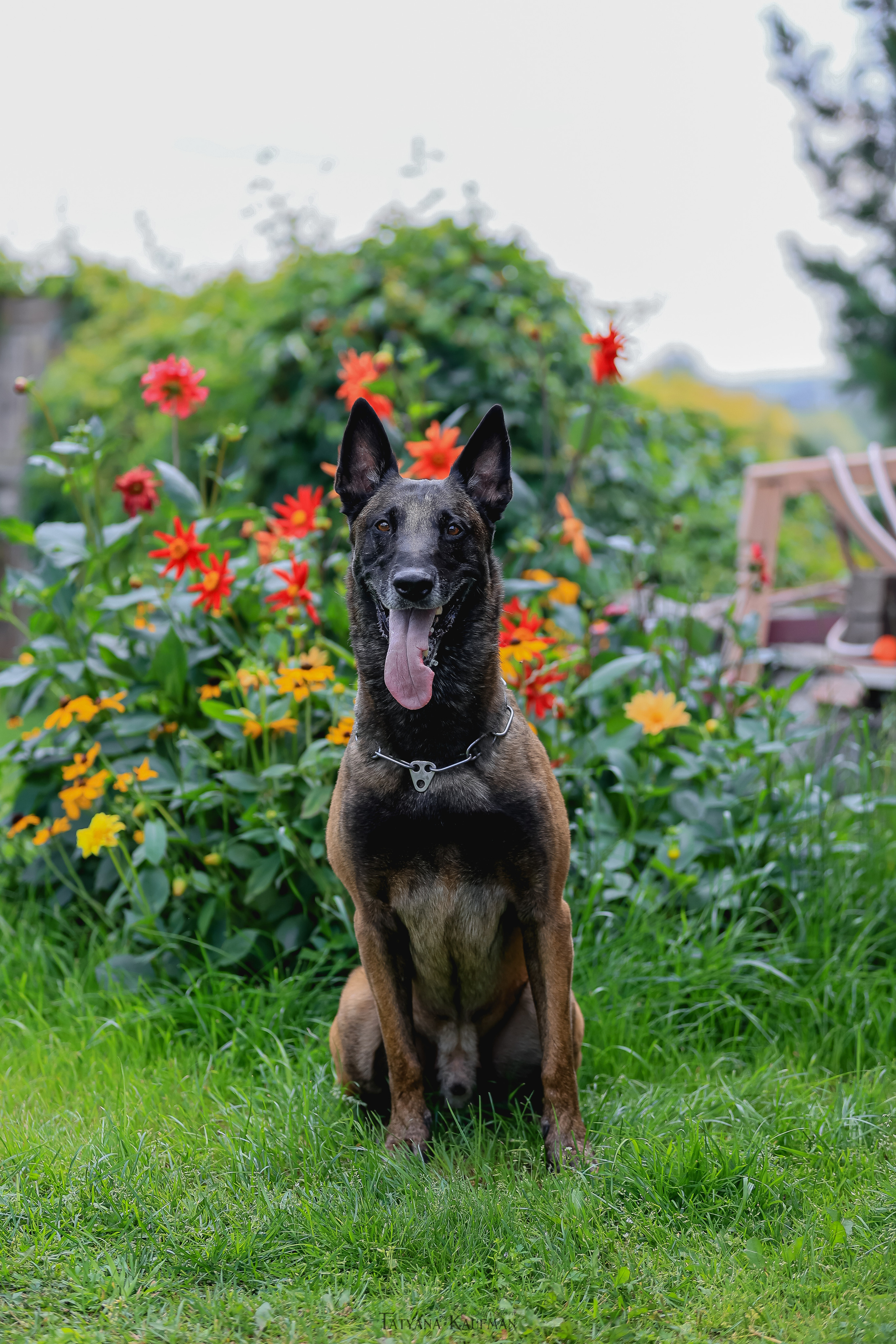 Фотосессия Малинуа. Фотограф Анималист из Новосибирска Татьяна Кауфман