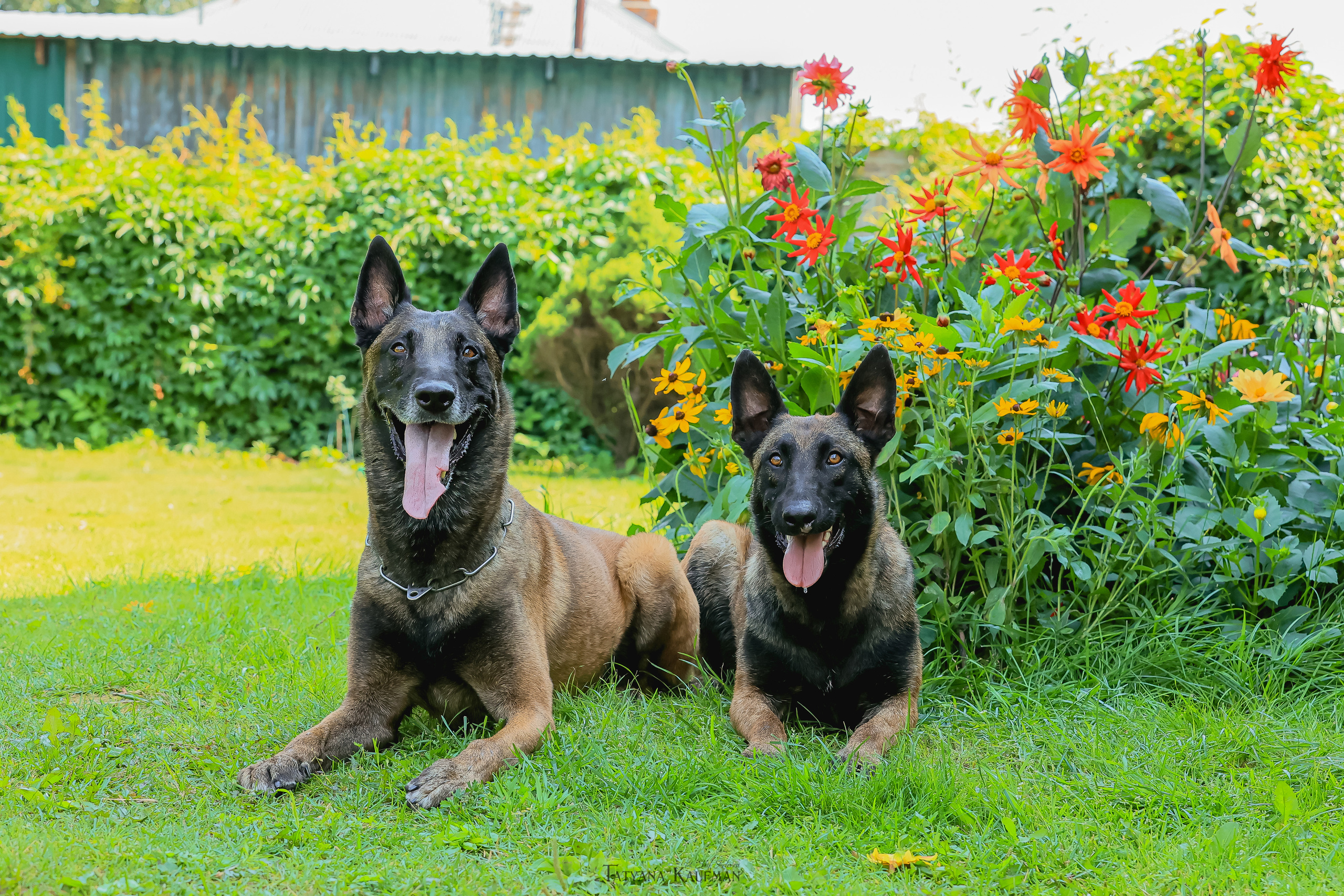 Фотосессия Малинуа. Фотограф Анималист из Новосибирска Татьяна Кауфман