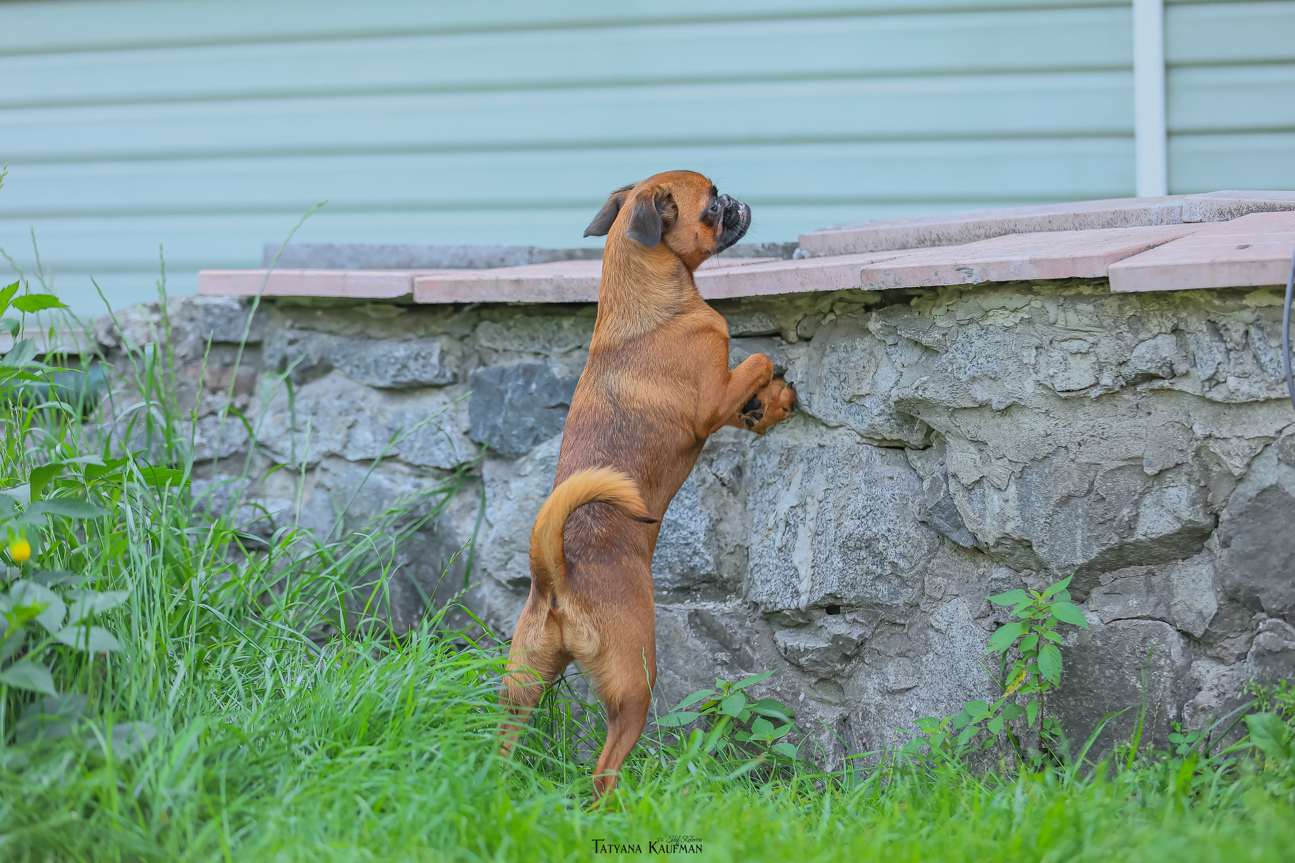 Малый брабансон, фотография брабансон, красивая собака, фотограф анималист, фотокурс Анималистика, научиться фотографировать собак, фотограф Новосибирск